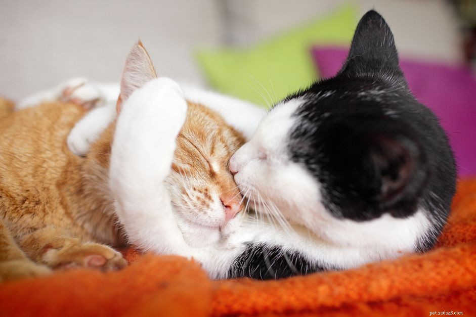 Complete Cat Reproduction Guide: Mating, Pregnancy, and Care