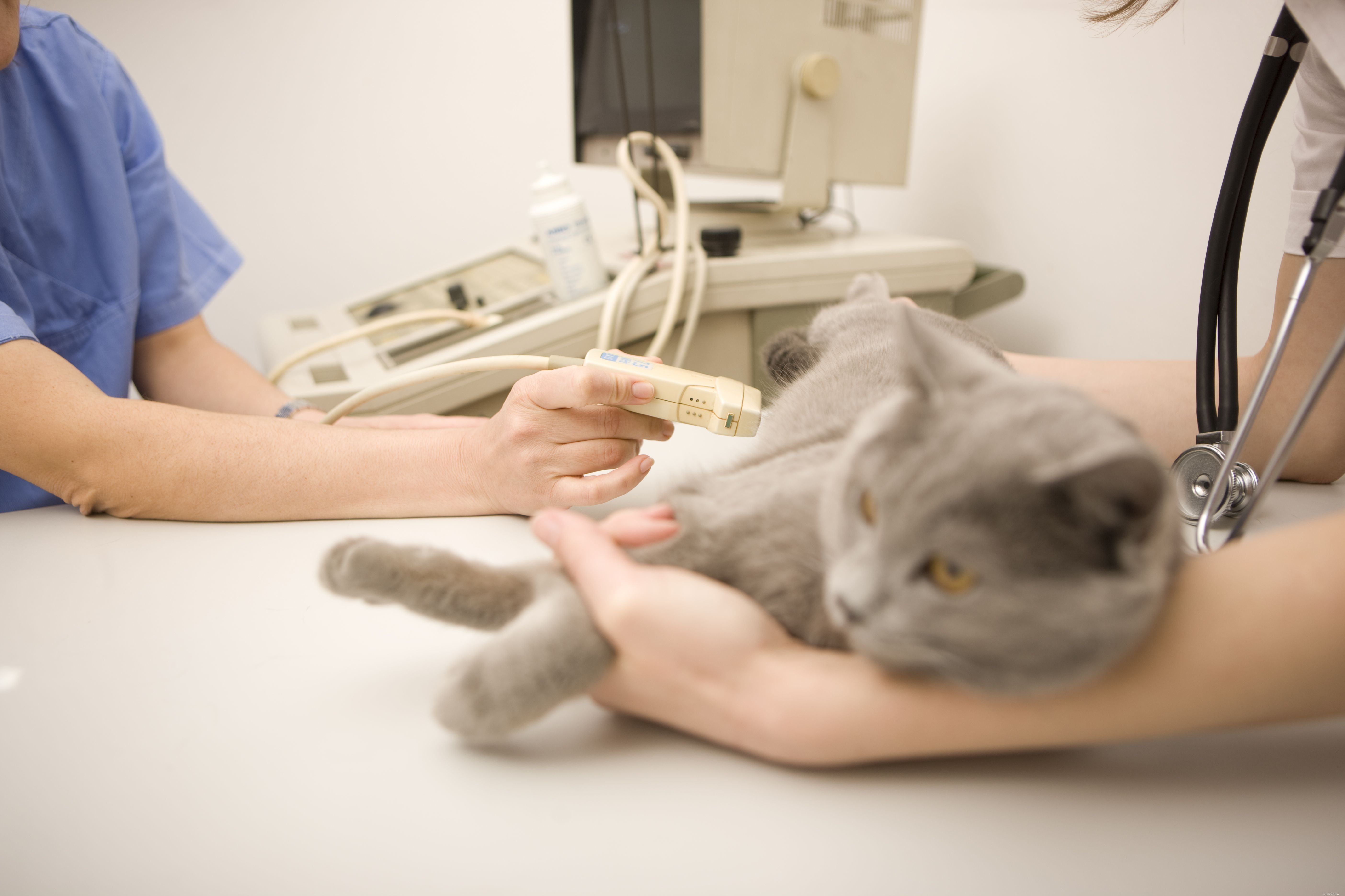 Complete Cat Reproduction Guide: Mating, Pregnancy, and Care