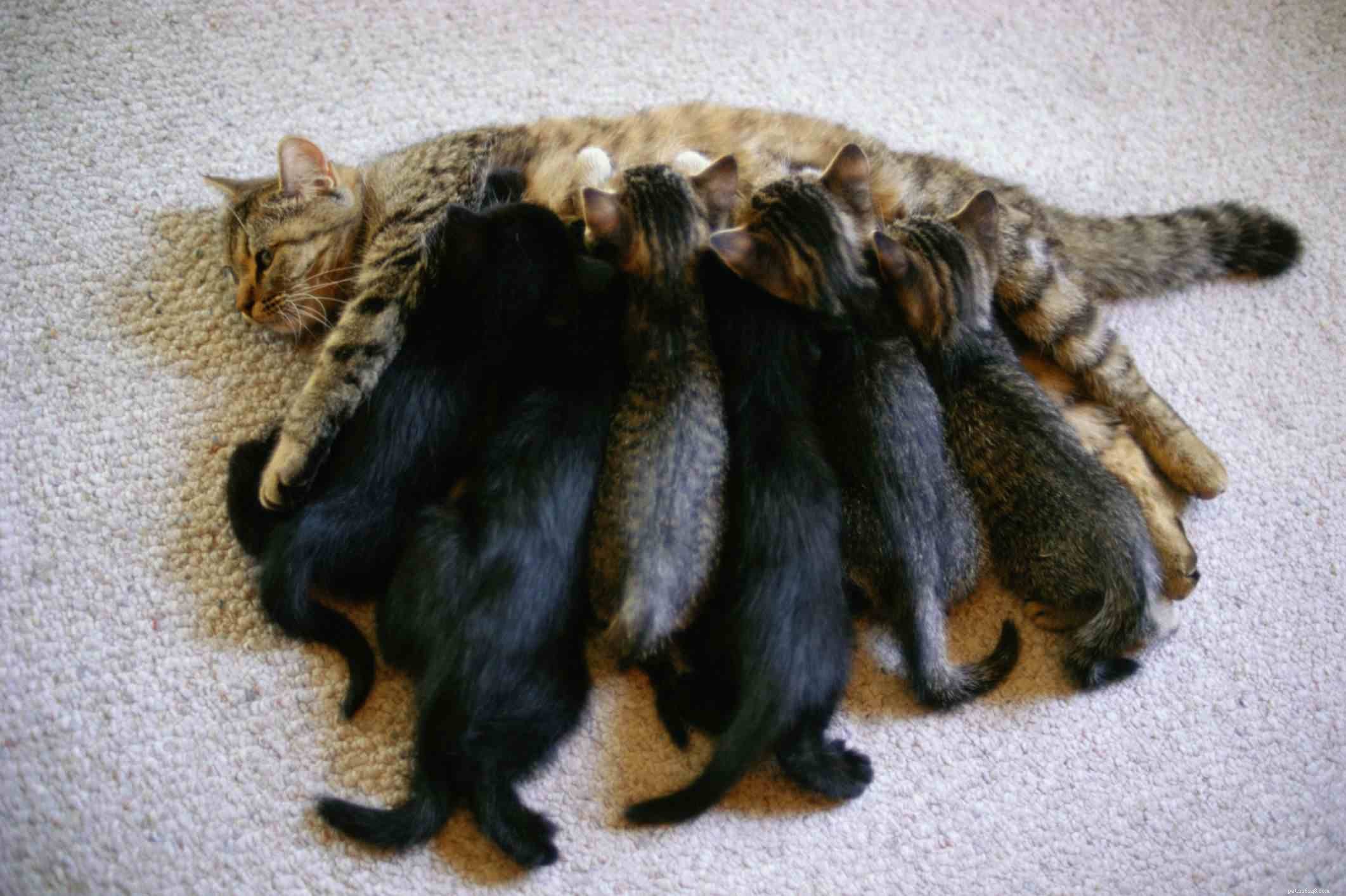 Complete Cat Reproduction Guide: Mating, Pregnancy, and Care