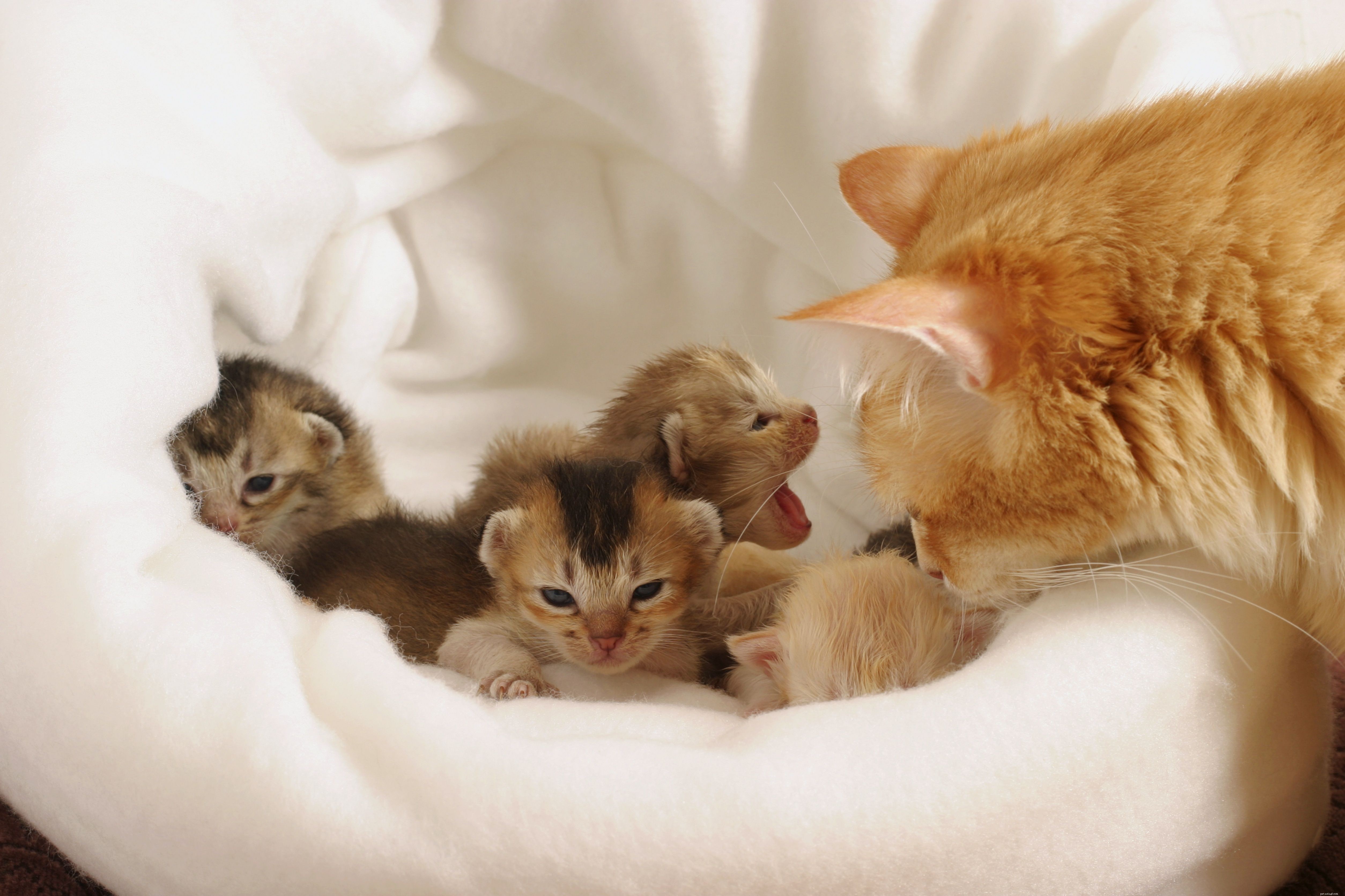Comprehensive Guide to Caring for a Pregnant Cat