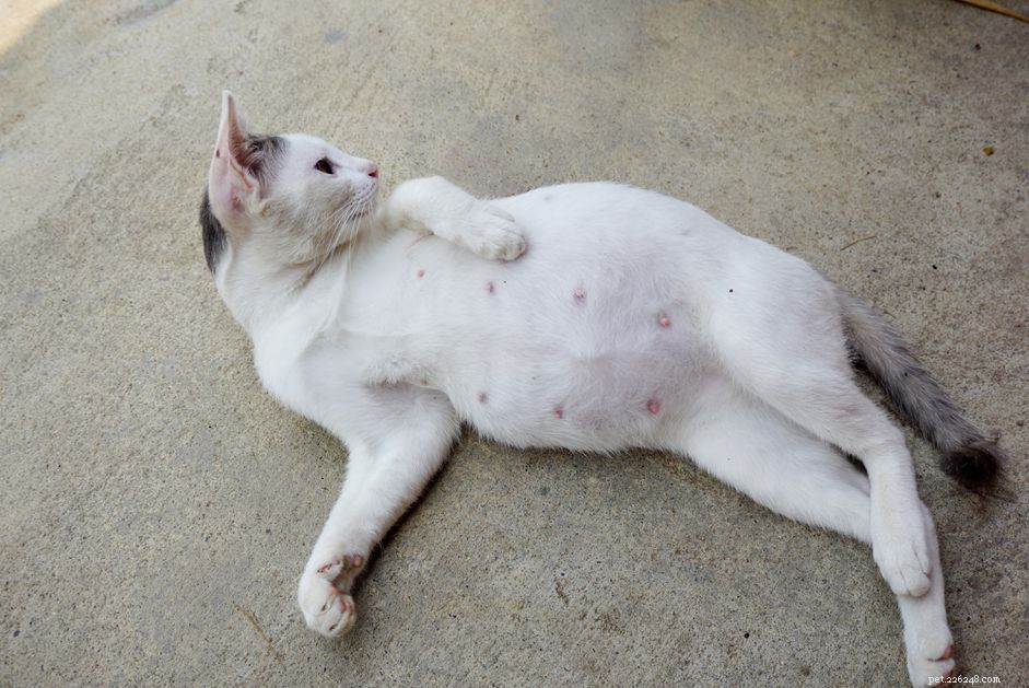 Comprehensive Guide to Caring for a Pregnant Cat