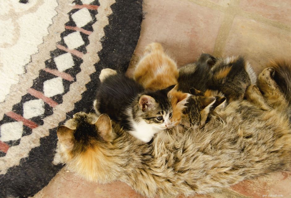 When Does a Mother Cat Come Into Heat After Giving Birth?