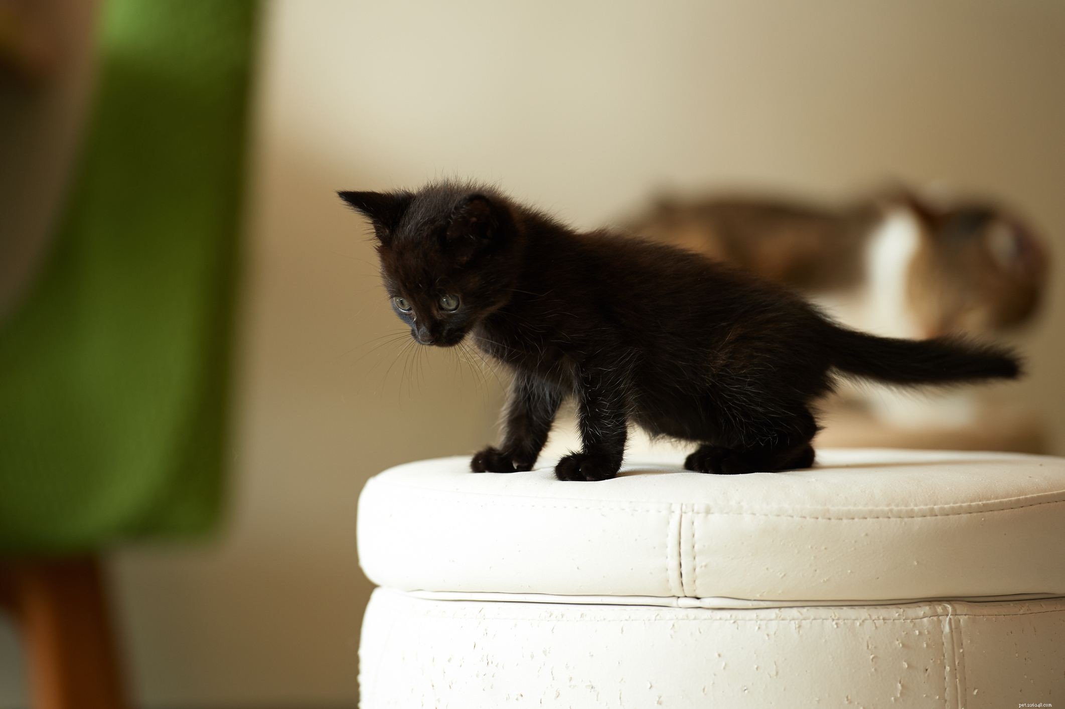 First 6 Weeks of Kitten Life: Essential Growth & Care Guide