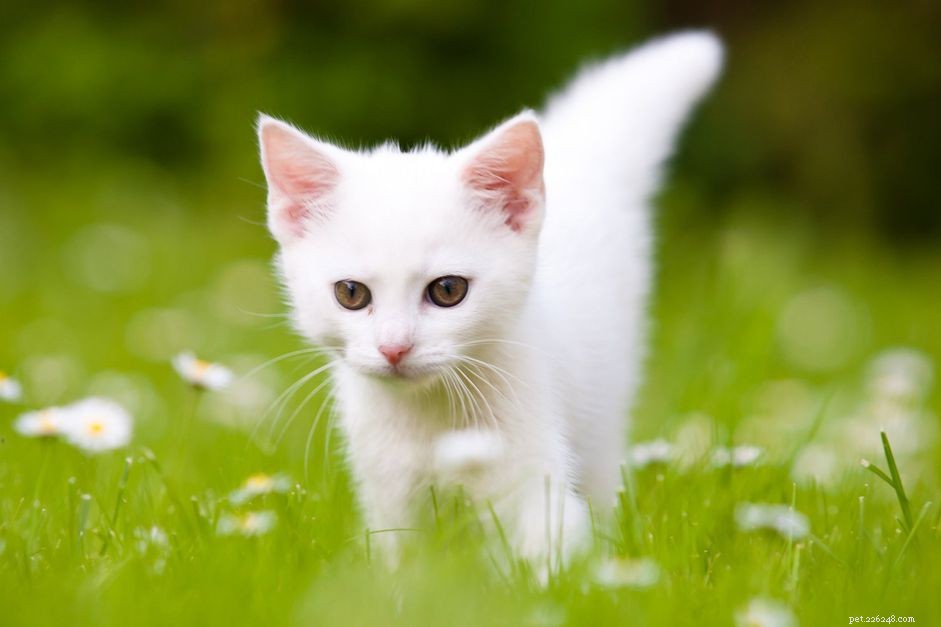 First 6 Weeks of Kitten Life: Essential Growth & Care Guide