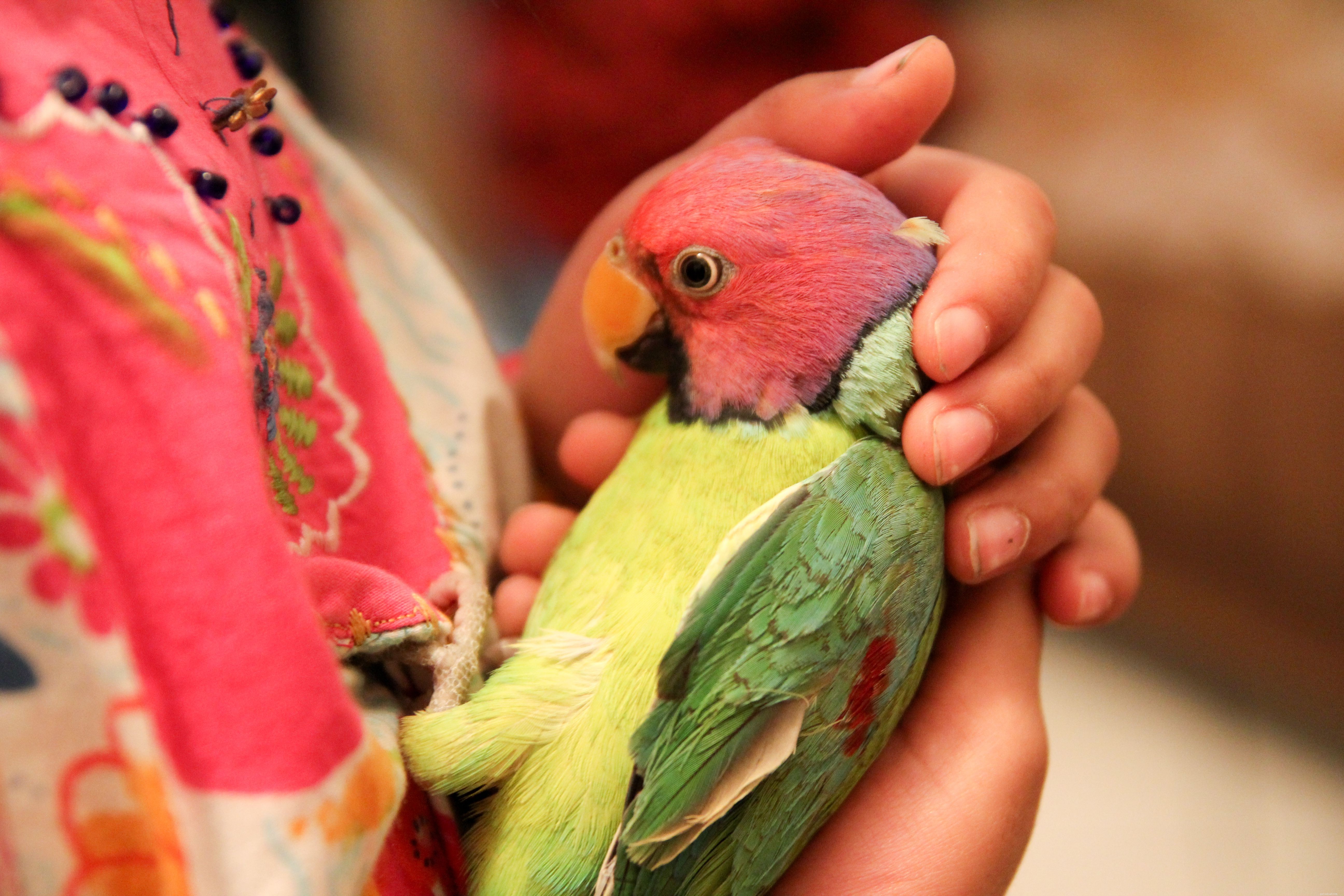 Essential Safety Tips for Handling Parrots: Protect Your Feathered Friend and Yourself