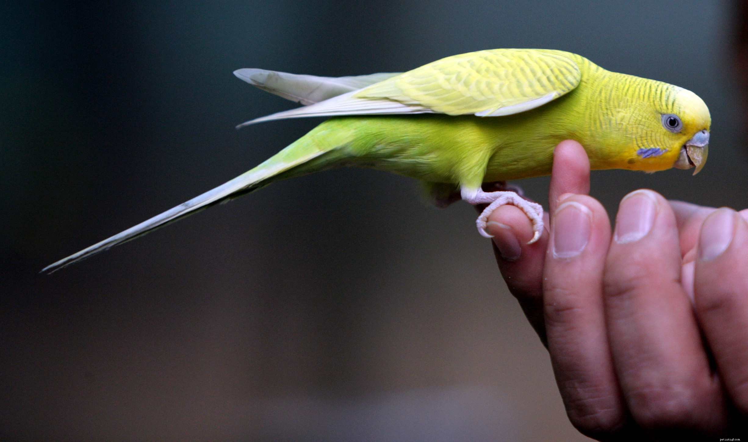 Essential Safety Tips for Handling Parrots: Protect Your Feathered Friend and Yourself