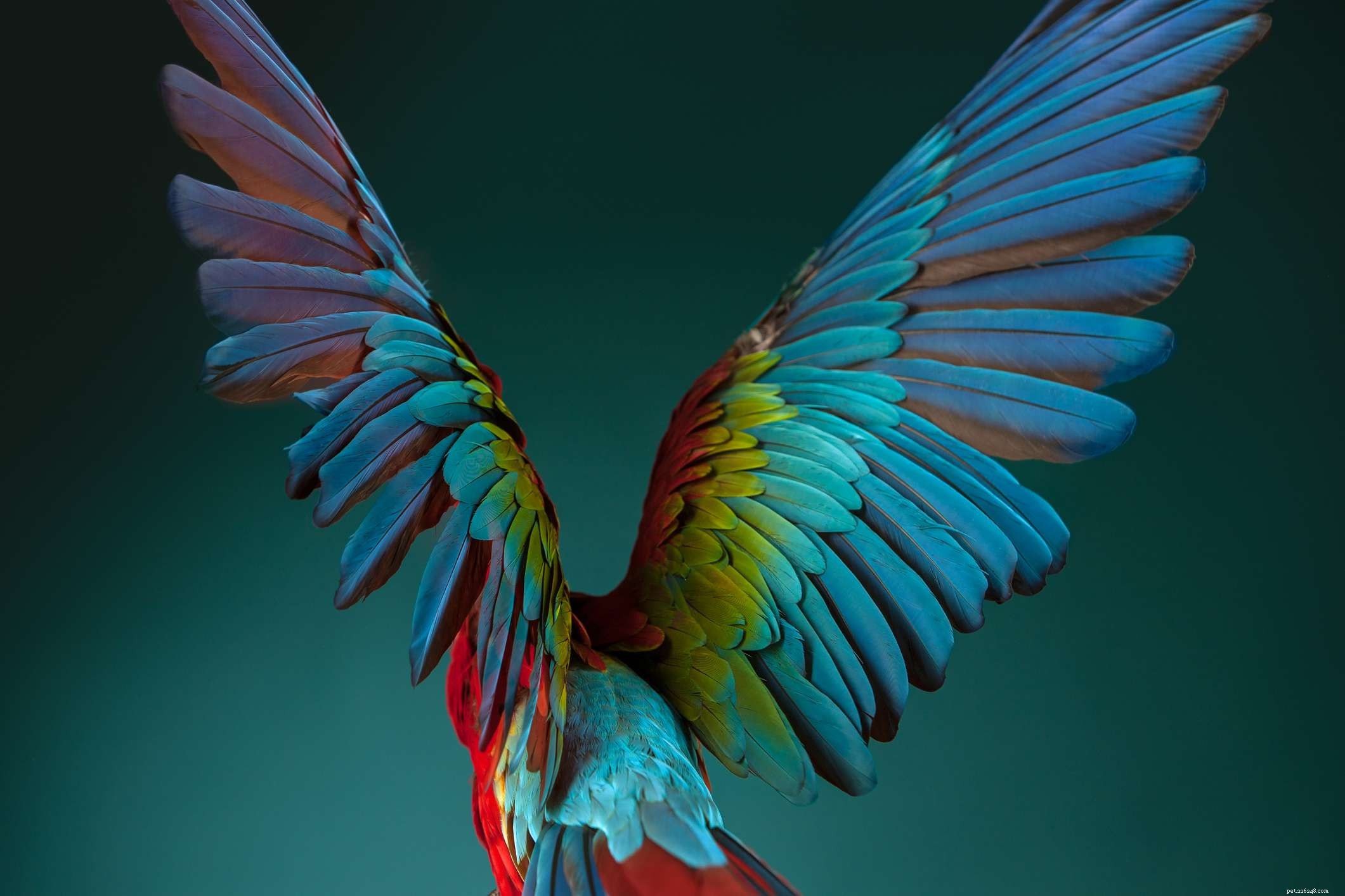 Essential Safety Tips for Handling Parrots: Protect Your Feathered Friend and Yourself