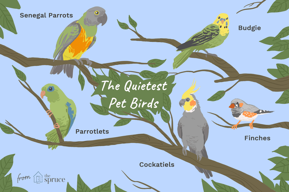 The 8 Quietest Pet Birds: Low‑Noise Species for Calm Homes