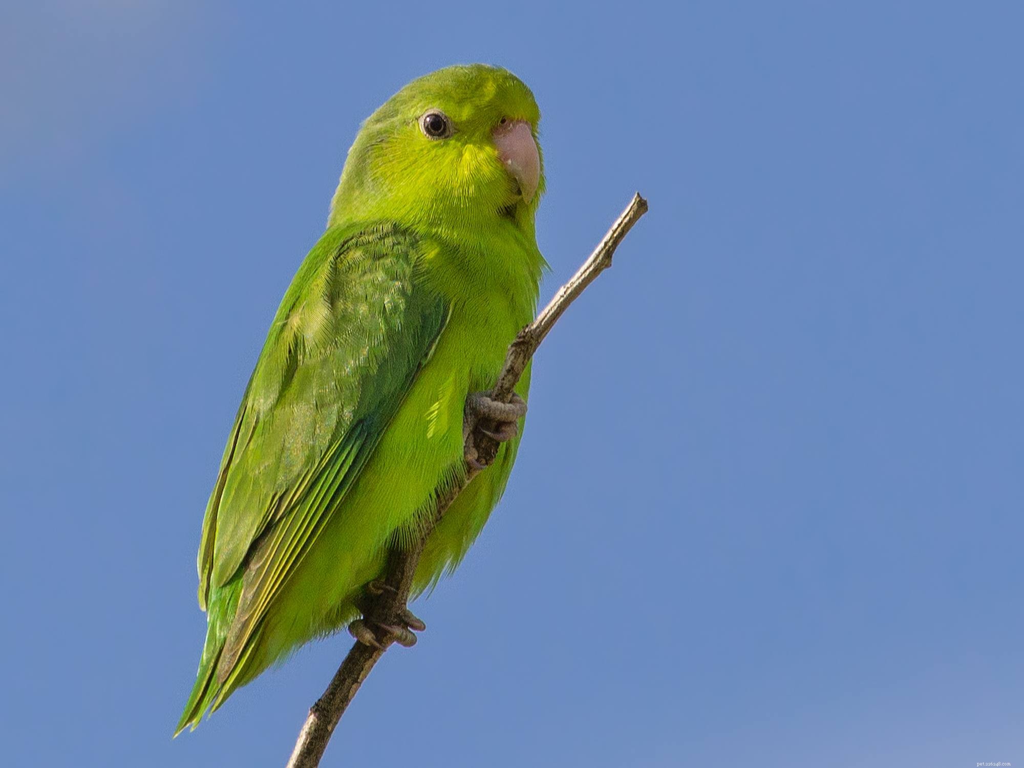 The 8 Quietest Pet Birds: Low‑Noise Species for Calm Homes