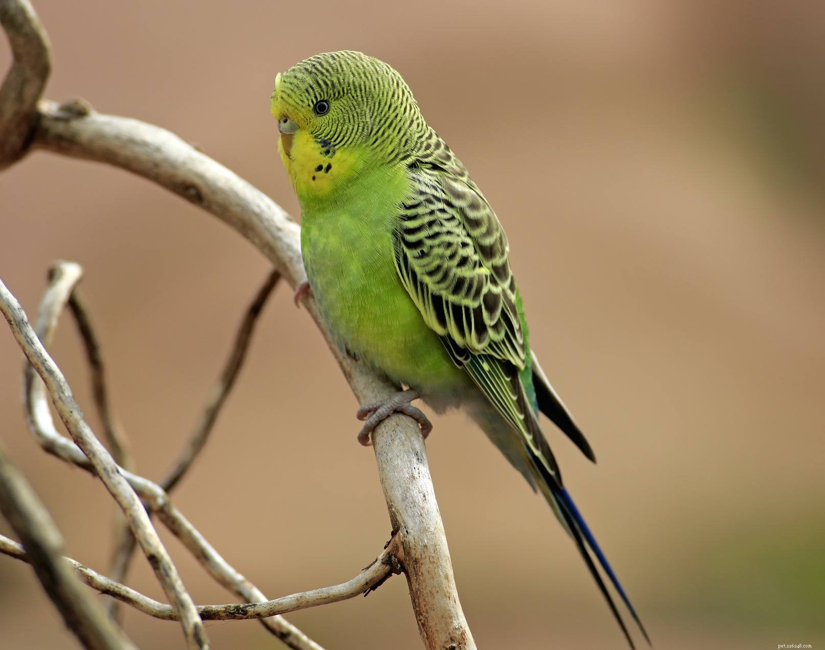 The 8 Quietest Pet Birds: Low‑Noise Species for Calm Homes