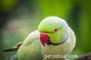 Top 7 Bird Species Ideal for Kids: Safe, Low-Allergen, and Easy to Care For