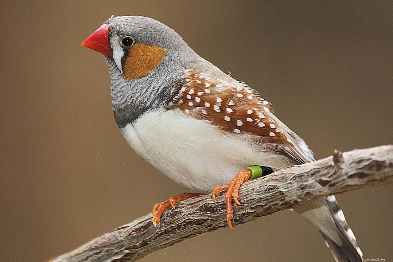 Top 7 Bird Species Ideal for Kids: Safe, Low-Allergen, and Easy to Care For