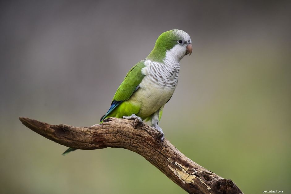 The 8 Best Companion Birds for Your Home: Expert Guide