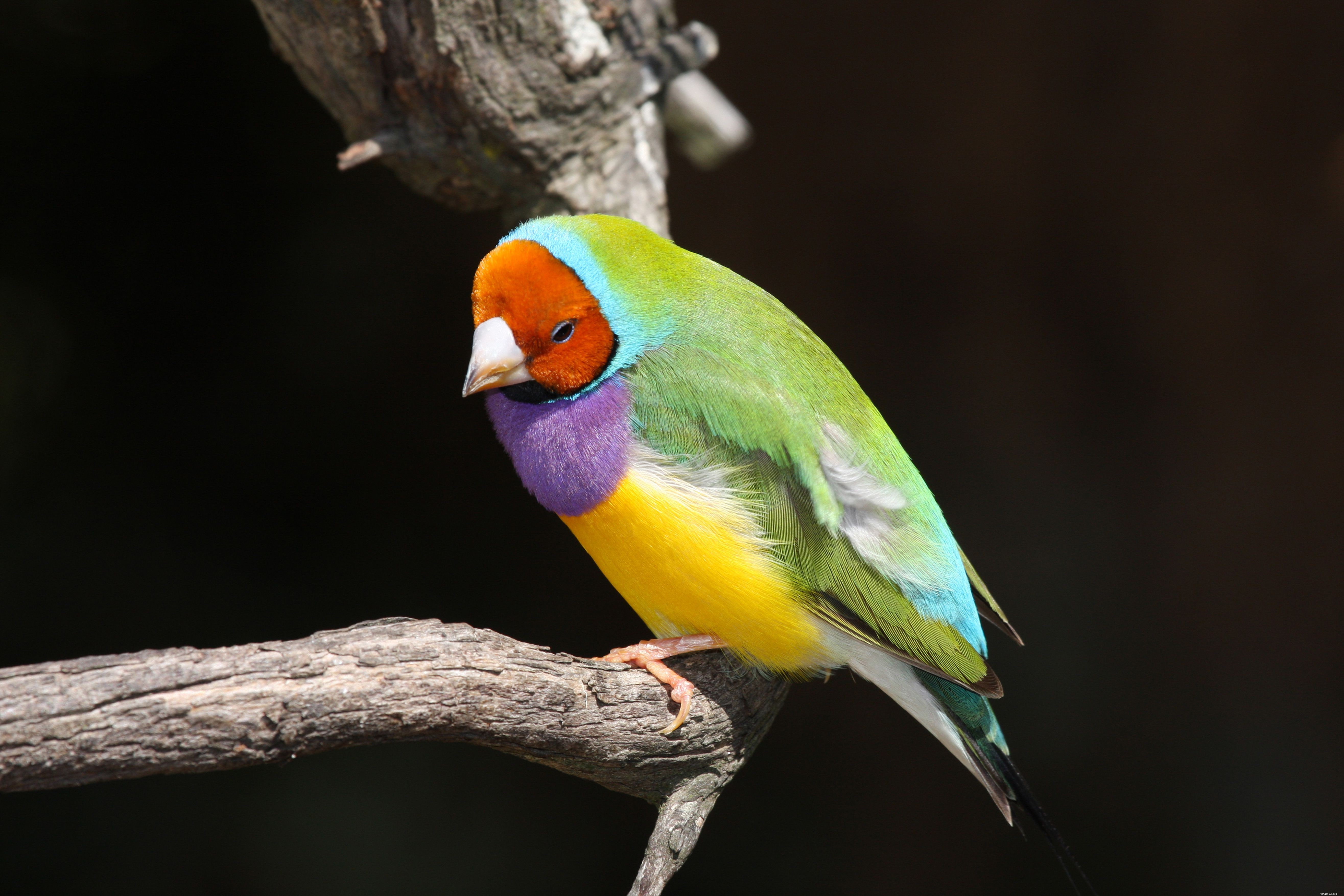 The 8 Best Companion Birds for Your Home: Expert Guide