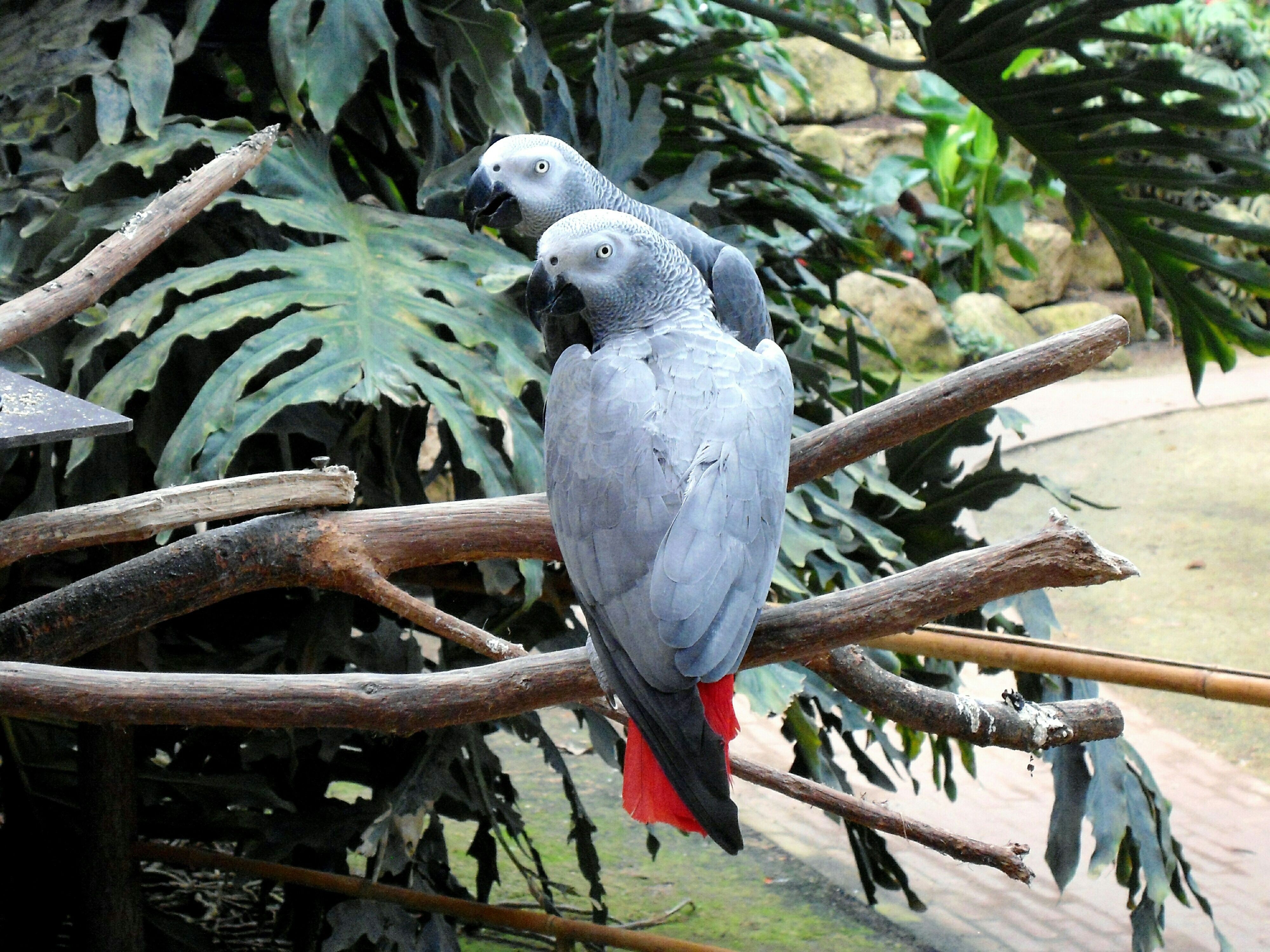 The 8 Best Companion Birds for Your Home: Expert Guide