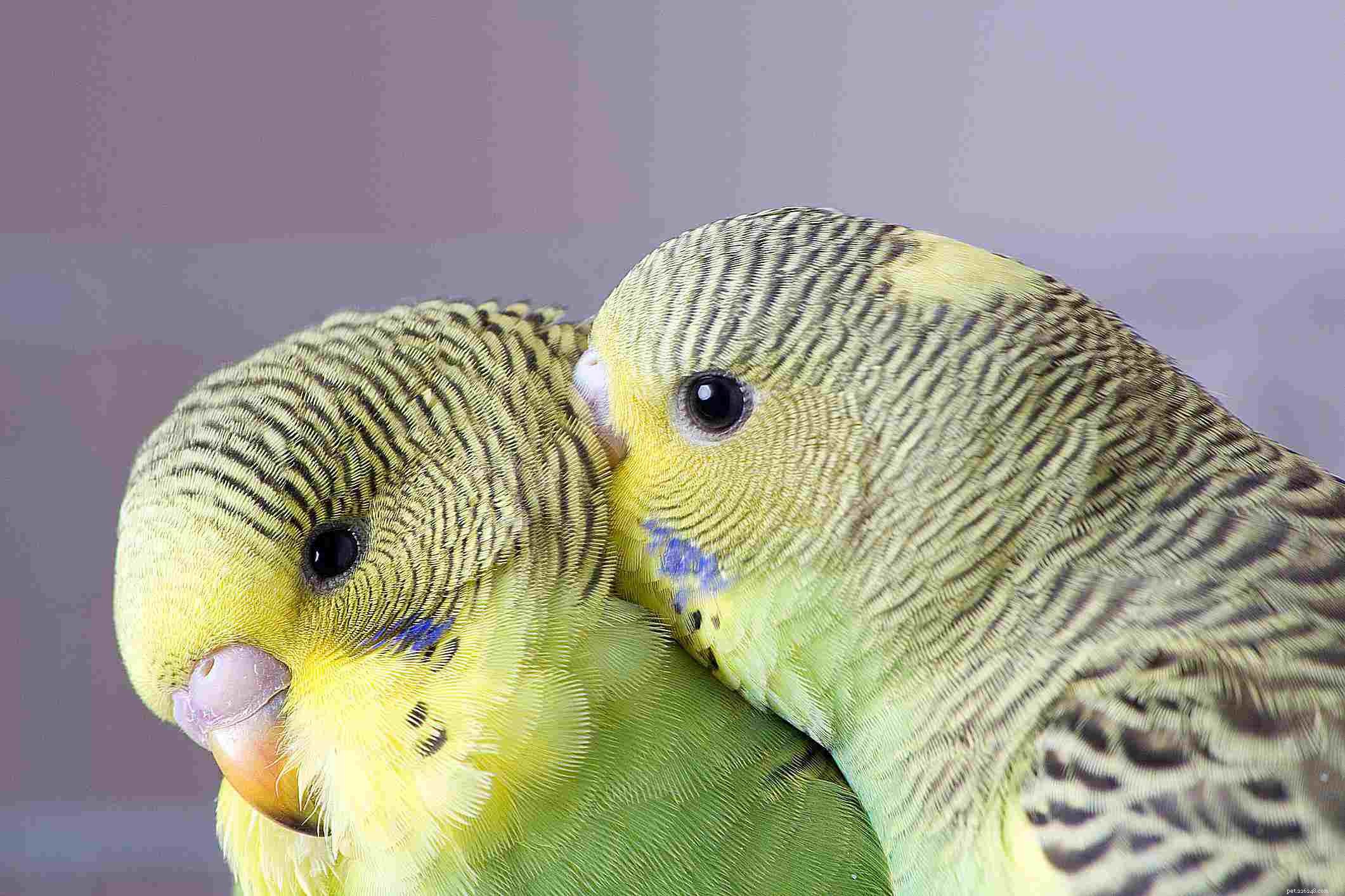 Top 8 Friendly Pet Birds: Best Companions for Beginners