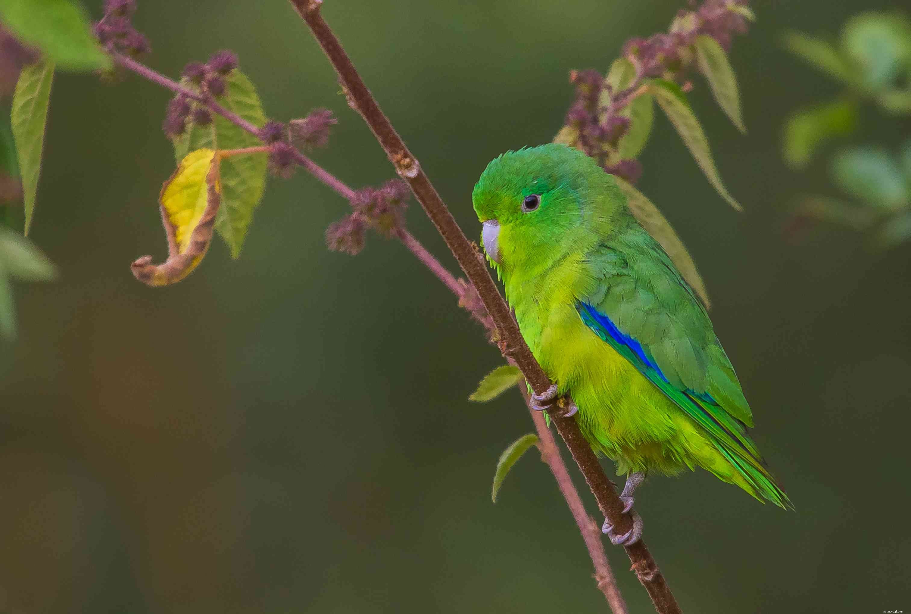 Top 8 Friendly Pet Birds: Best Companions for Beginners