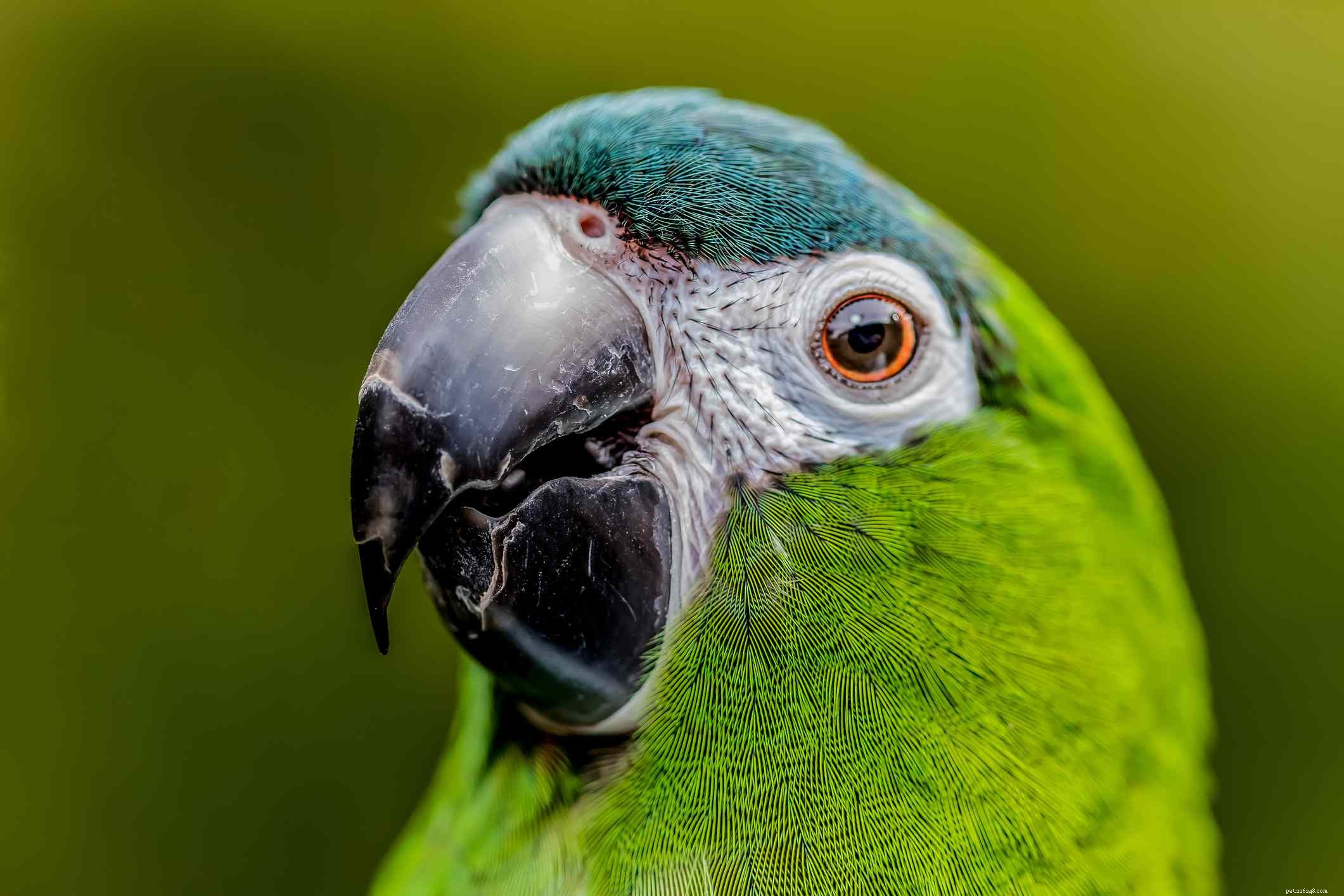Top 8 Friendly Pet Birds: Best Companions for Beginners