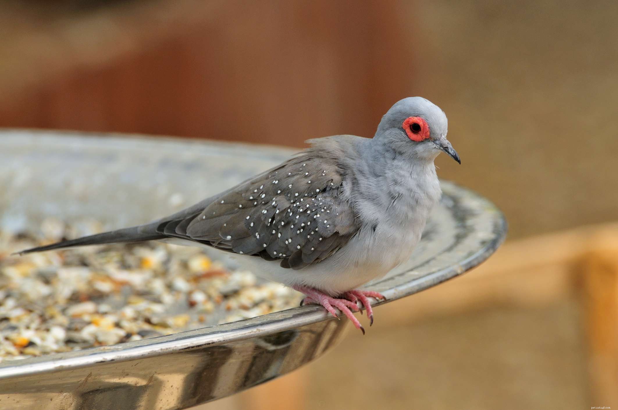 Top 8 Gentle Pet Birds for a Calm Companion