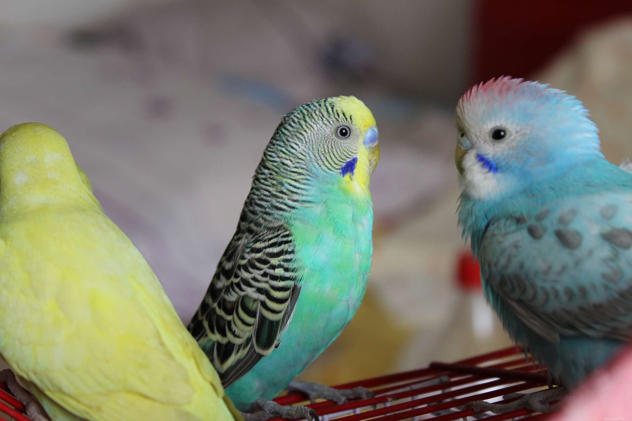 Top 8 Gentle Pet Birds for a Calm Companion
