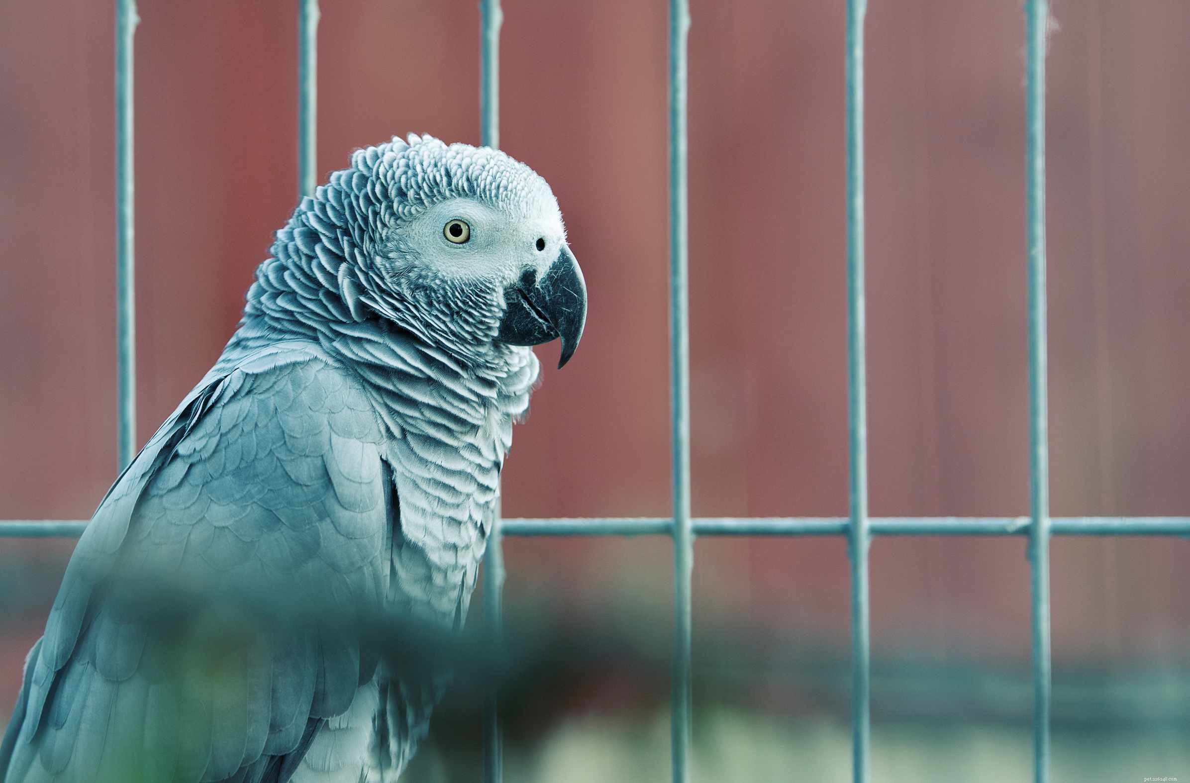 Top 8 Trainable Pet Birds for Beginners