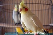 Top 8 Trainable Pet Birds for Beginners