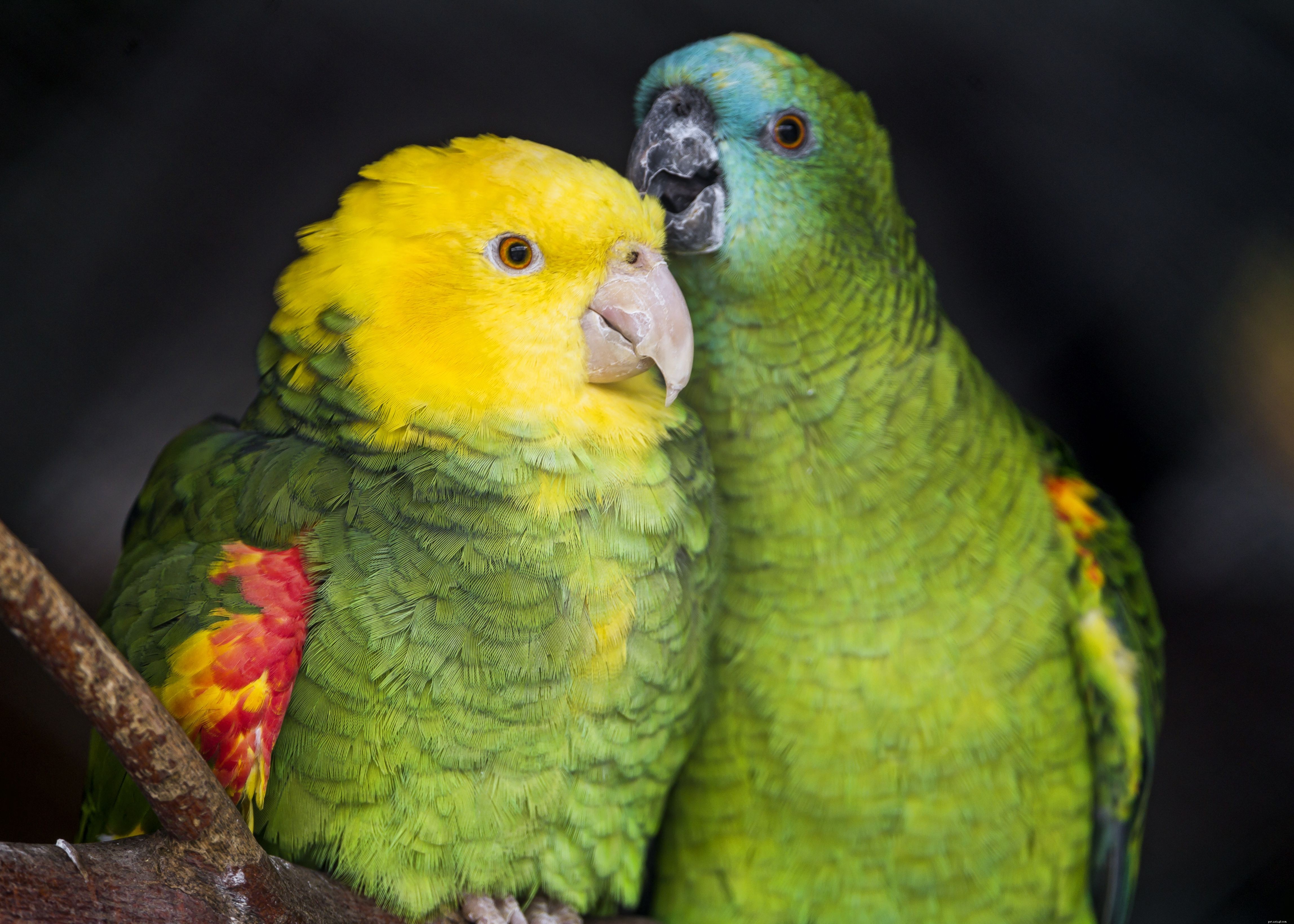 Top 8 Trainable Pet Birds for Beginners