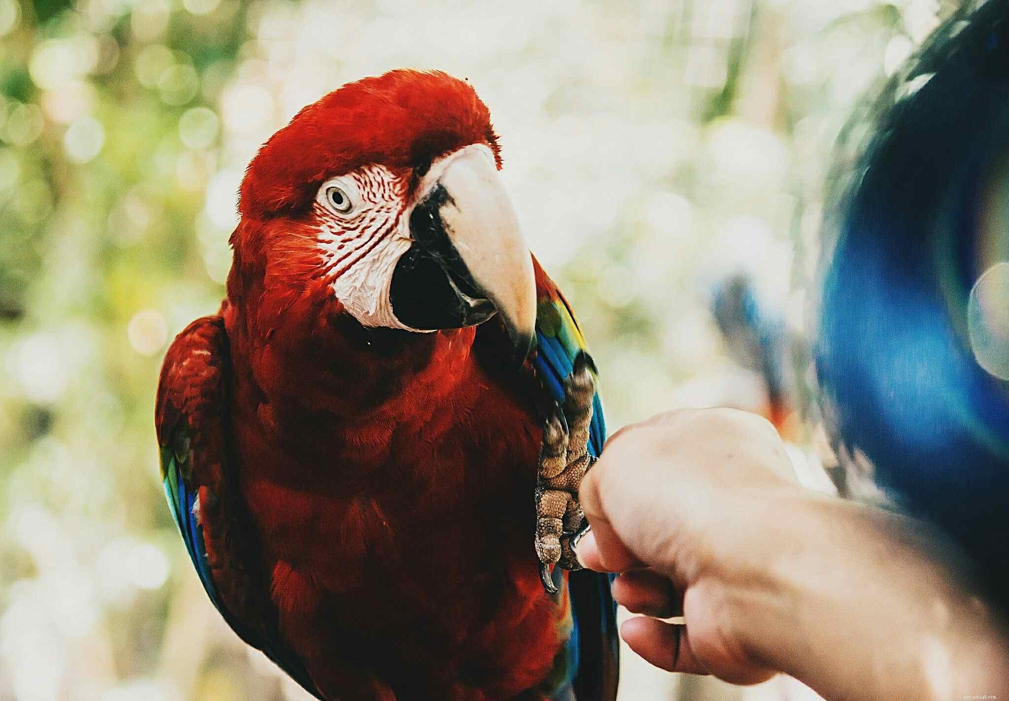 Top 8 Trainable Pet Birds for Beginners