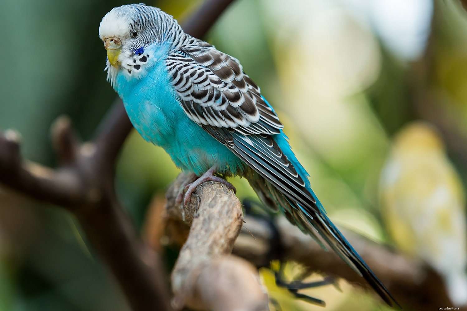Top 8 Trainable Pet Birds for Beginners