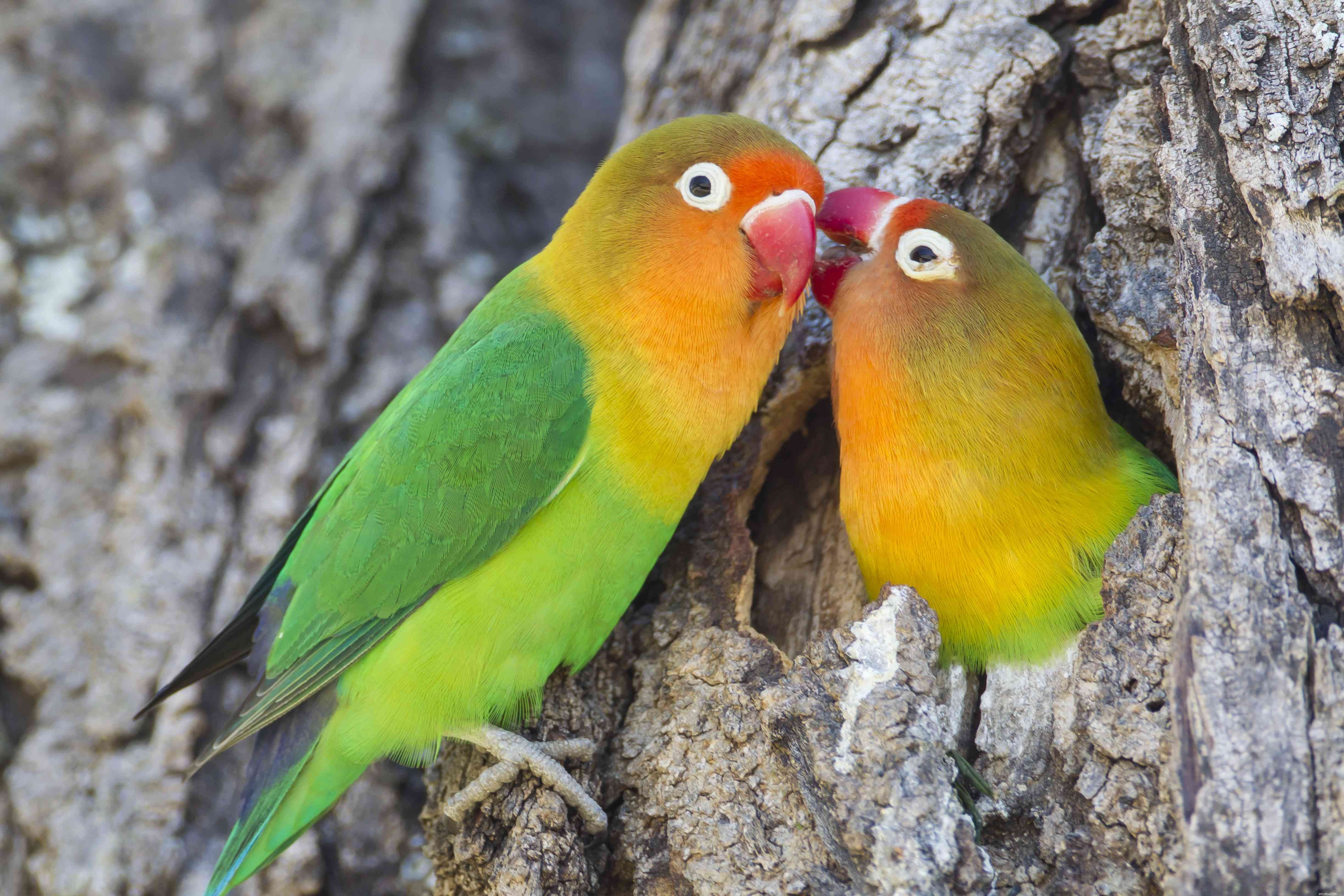 Top 8 Trainable Pet Birds for Beginners