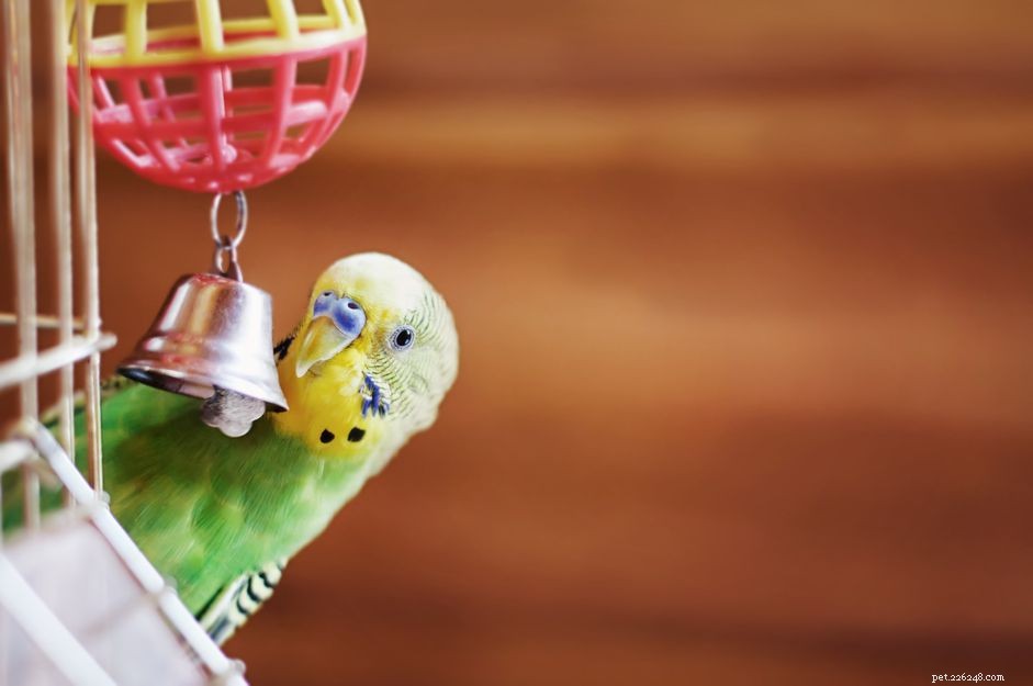 Essential Considerations Before Bringing a Bird Home