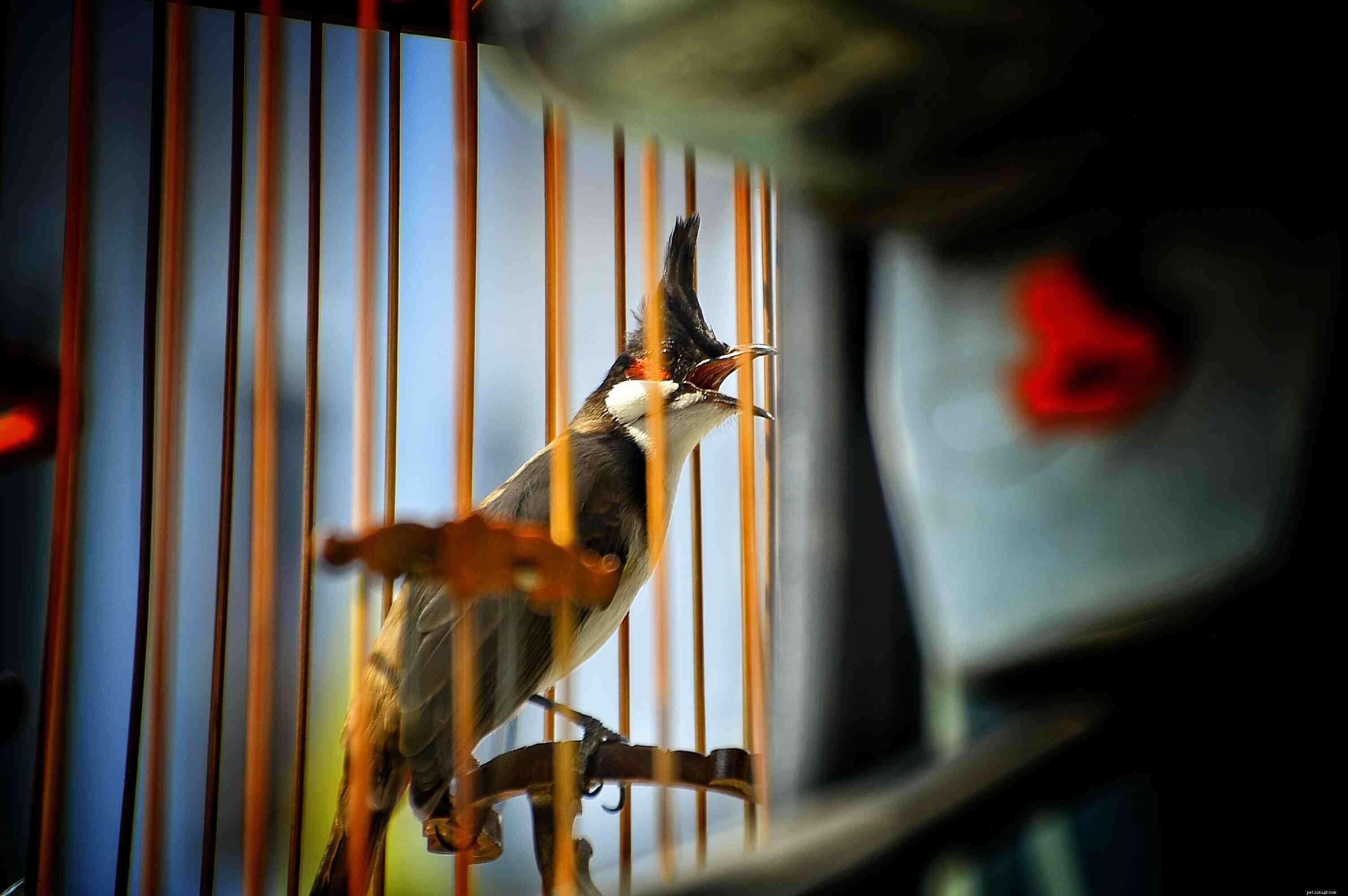 Essential Considerations Before Bringing a Bird Home