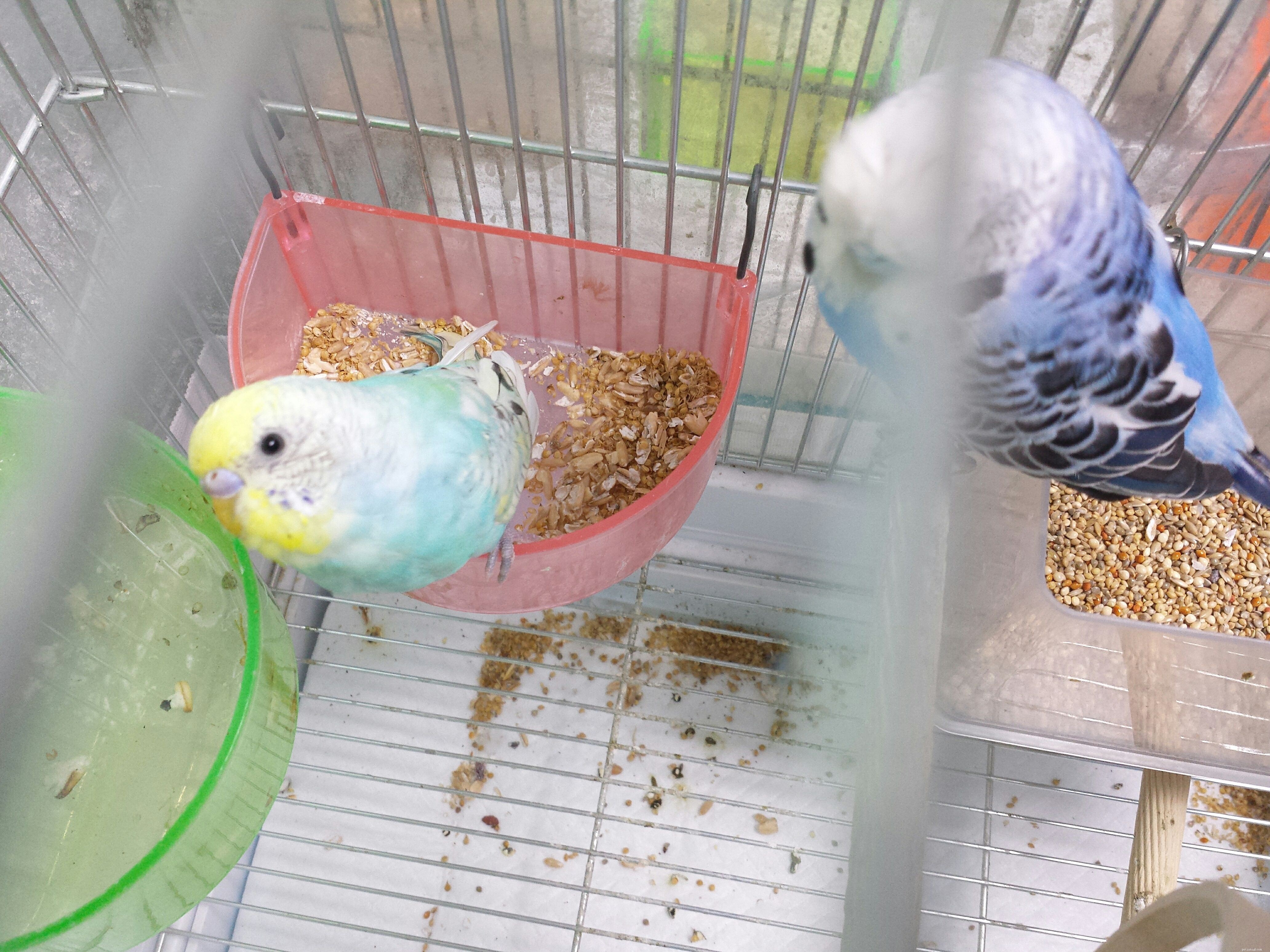 Essential Considerations Before Bringing a Bird Home