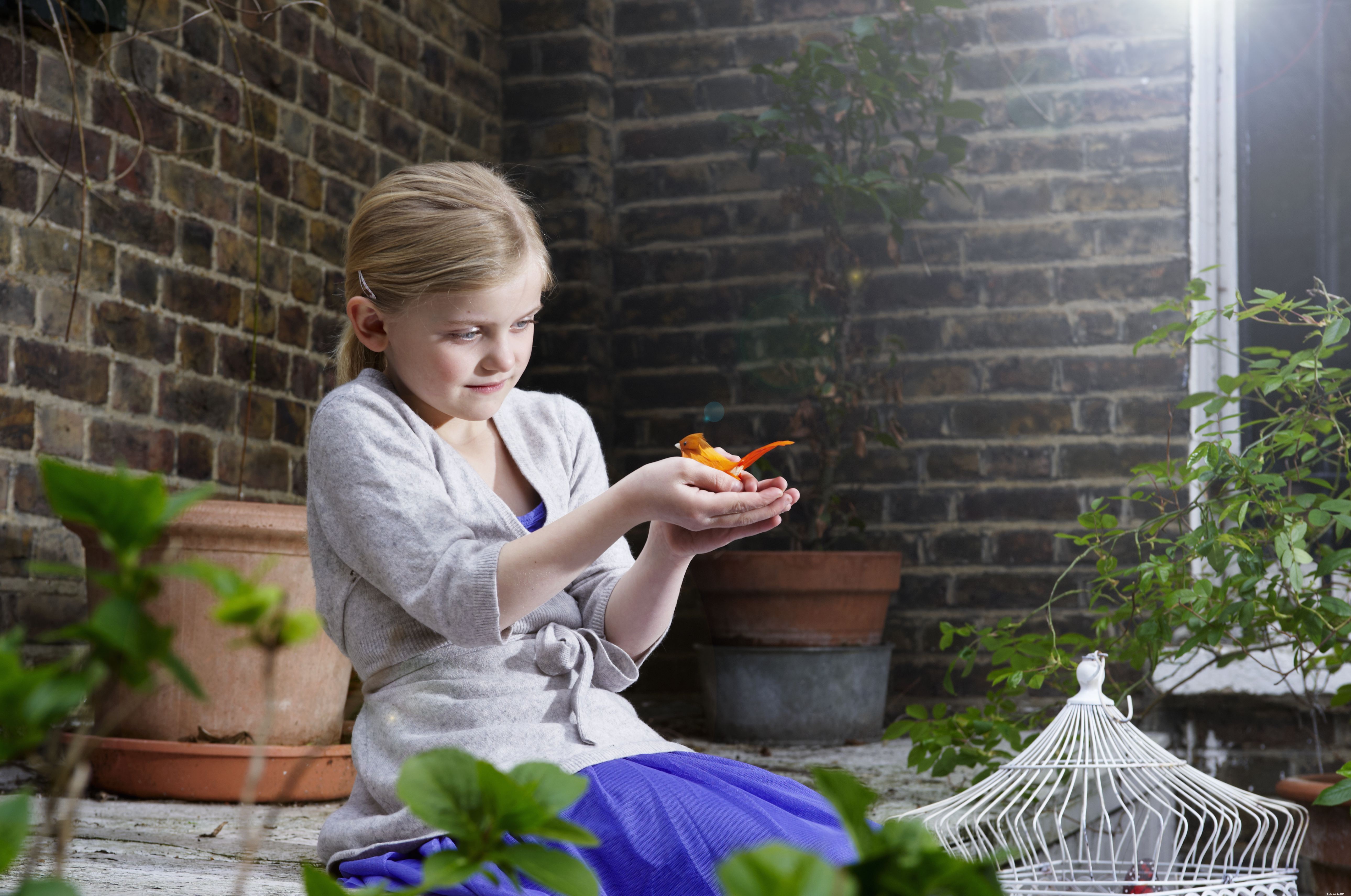 Essential Considerations Before Bringing a Bird Home