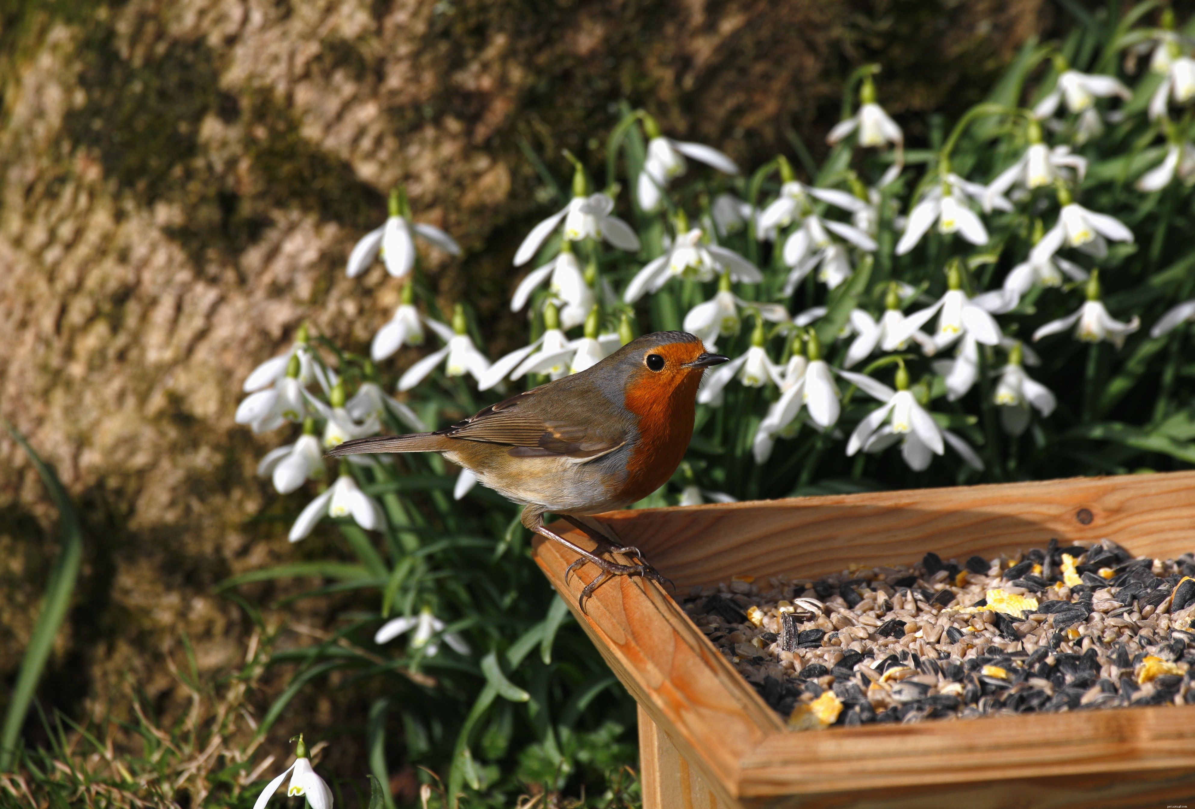 Essential Considerations Before Bringing a Bird Home