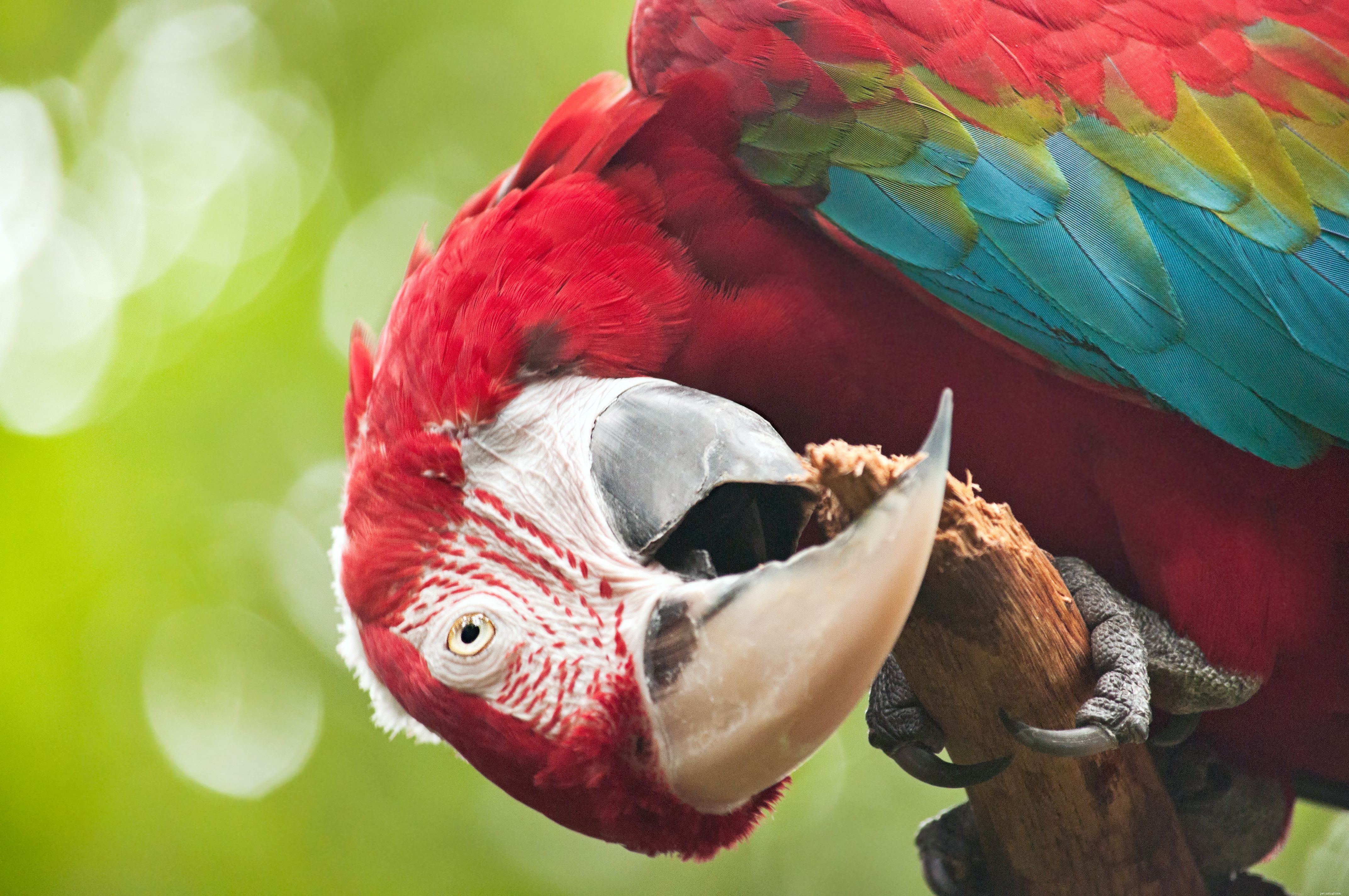 Essential Considerations Before Bringing a Bird Home