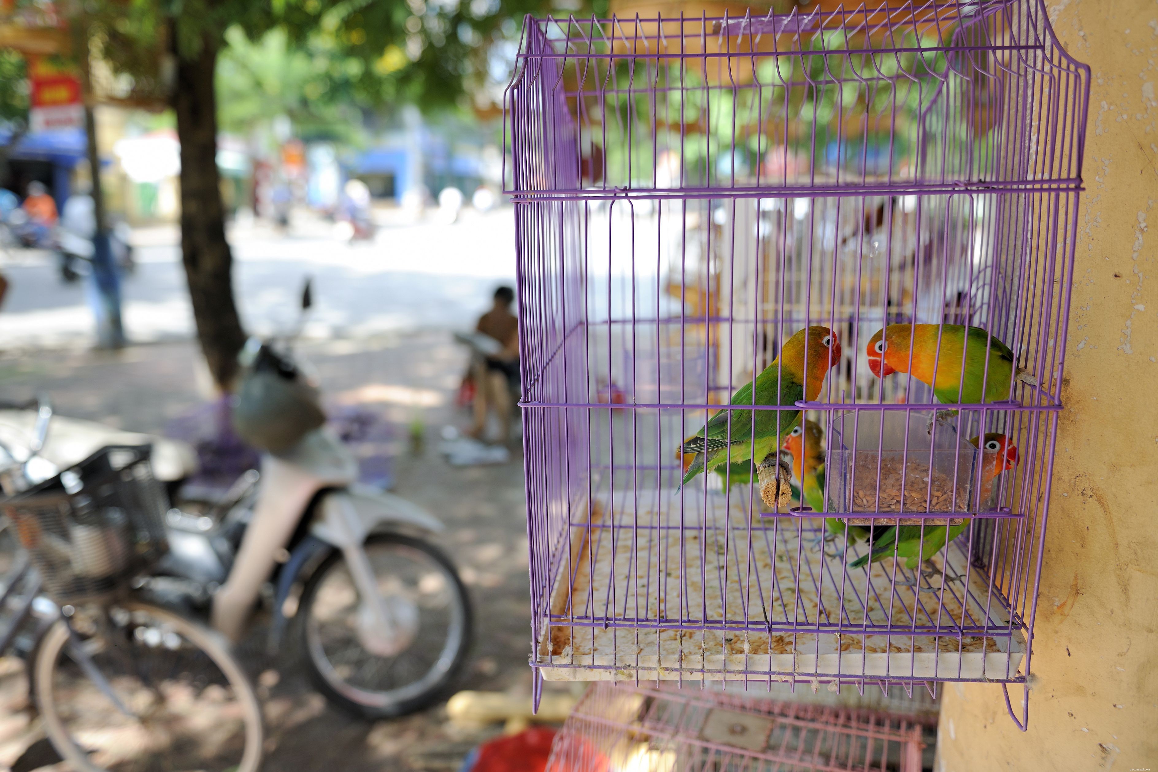 Is a Pet Bird Right for Your Family? A Parent’s Guide