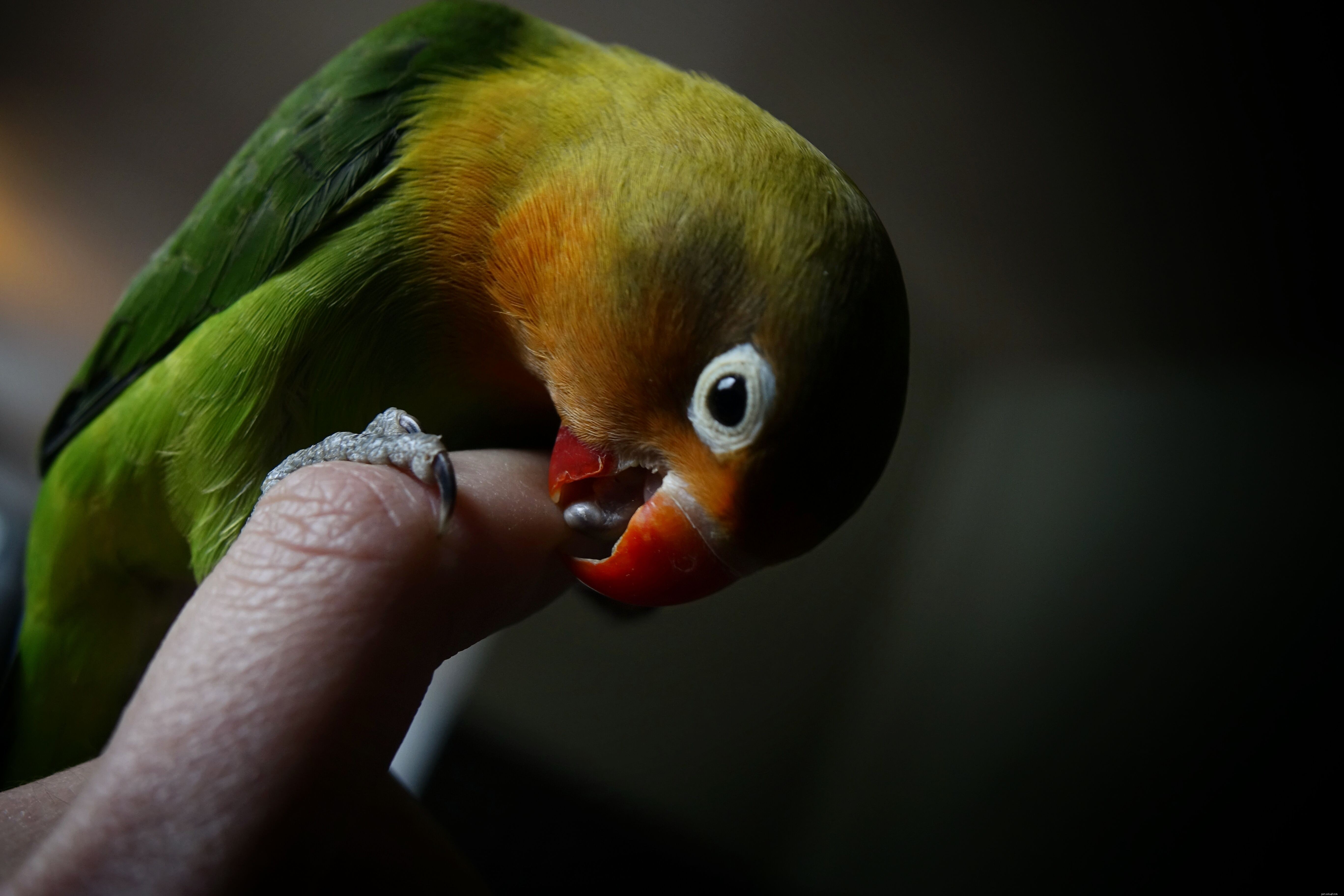 Is a Pet Bird Right for Your Family? A Parent’s Guide
