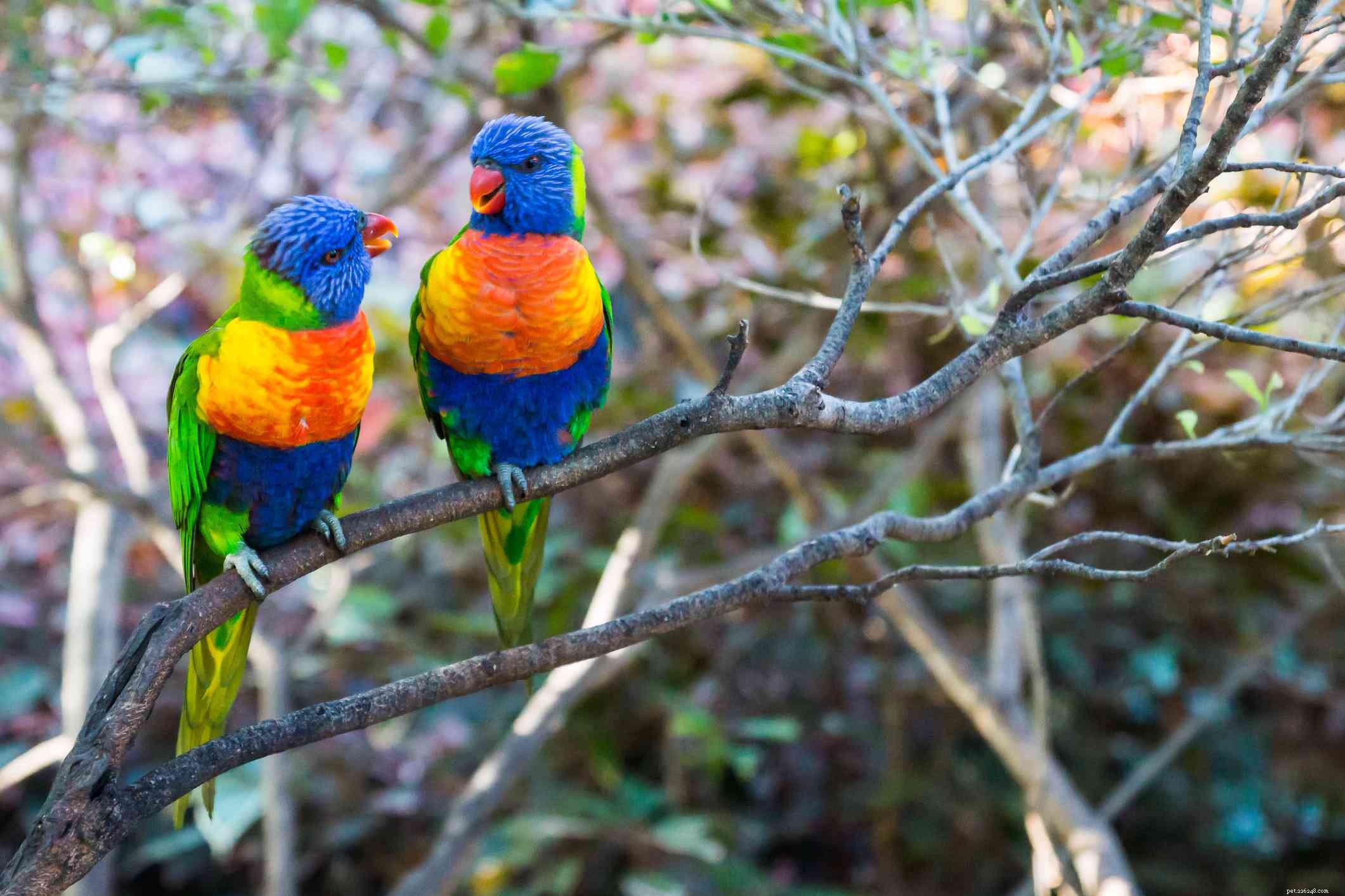 Top 8 Vibrant Pet Birds for Colorful Companions