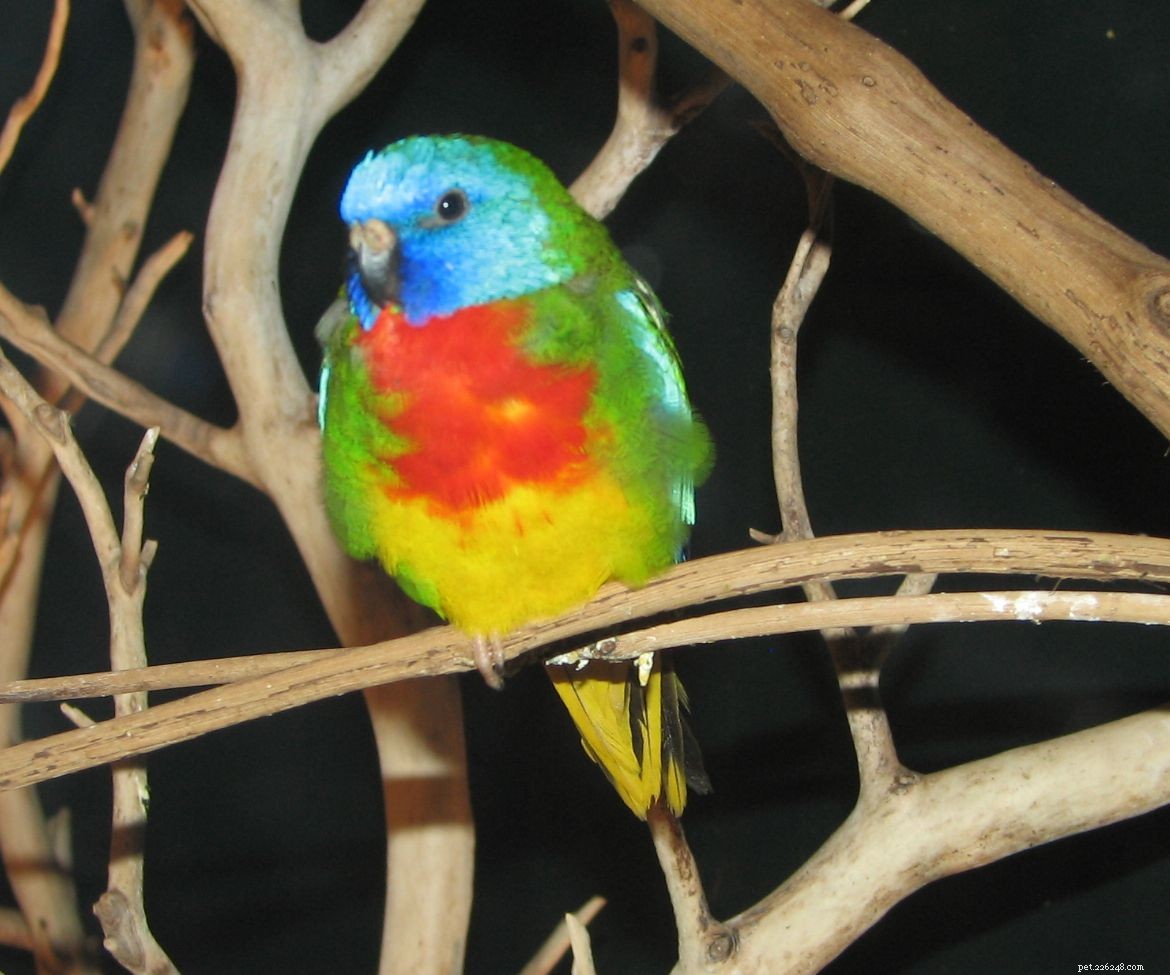 Top 8 Vibrant Pet Birds for Colorful Companions