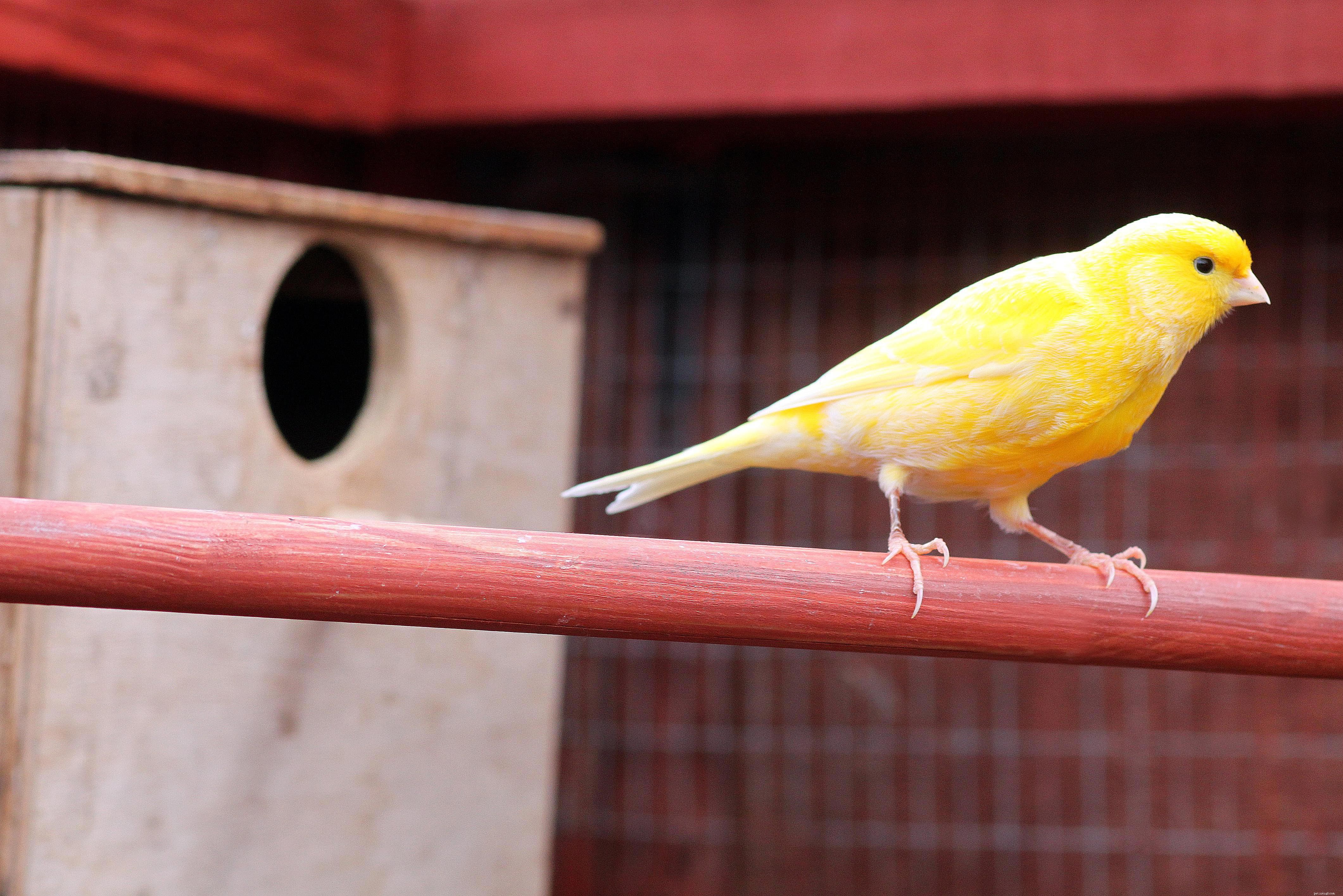 Top 8 Pet Birds Ideal for Busy Owners