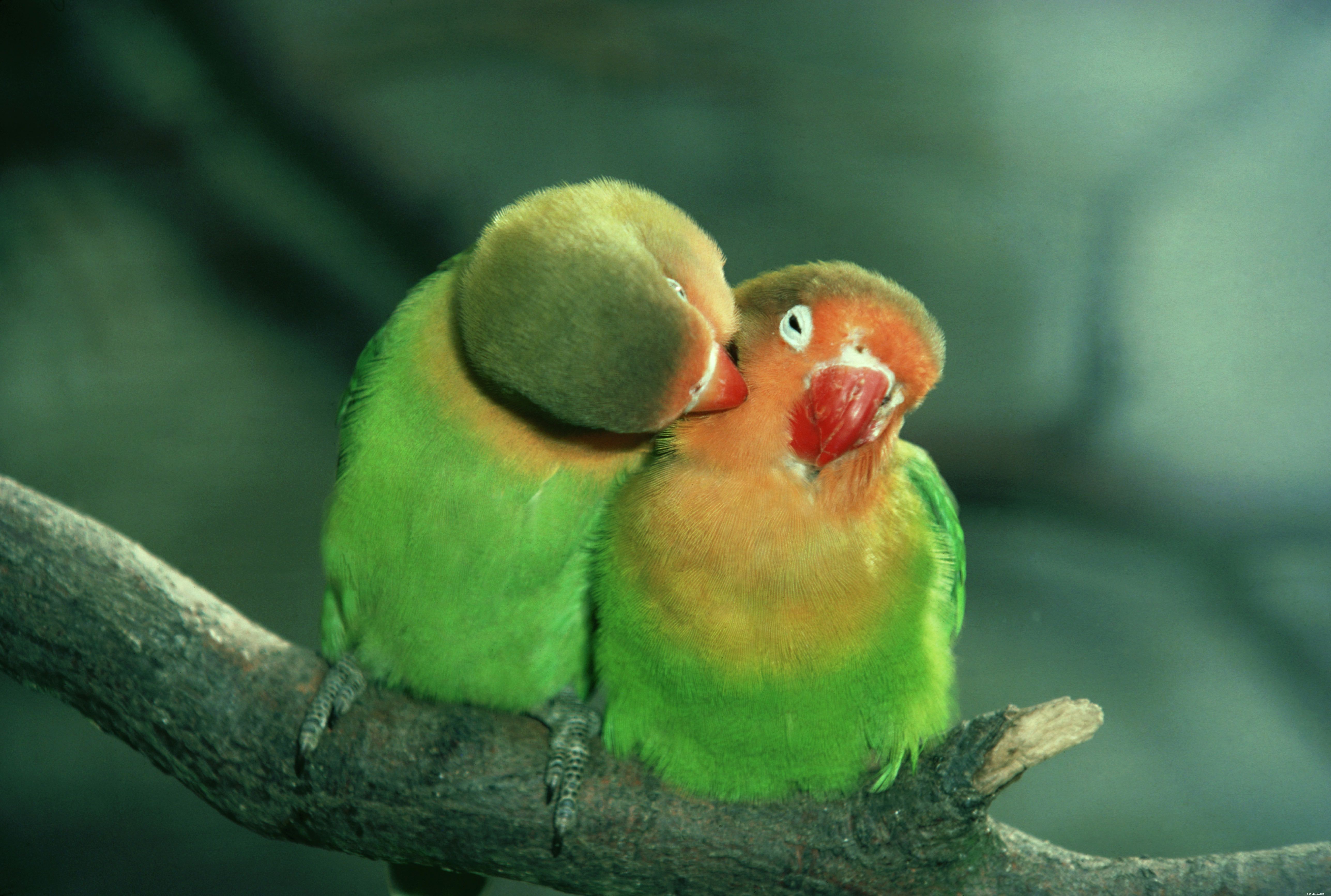 Top 8 Pet Birds Ideal for Busy Owners