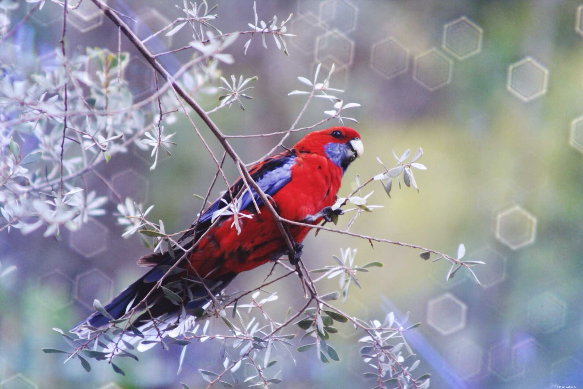 8 Hidden Gem Pet Birds: Rare Choices for Loyal Companions