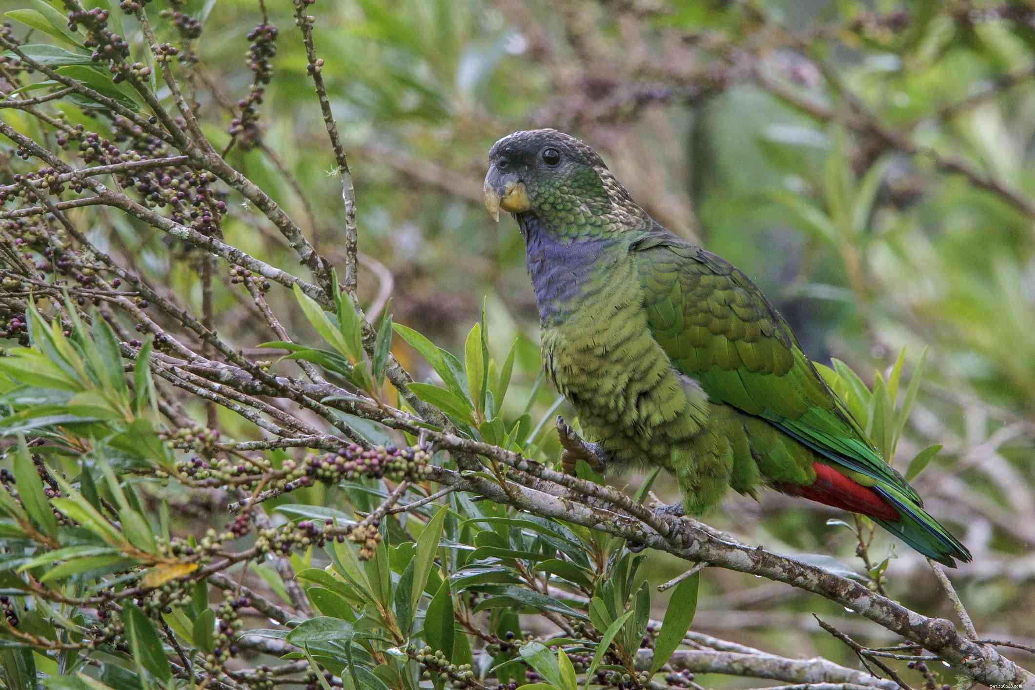 8 Hidden Gem Pet Birds: Rare Choices for Loyal Companions