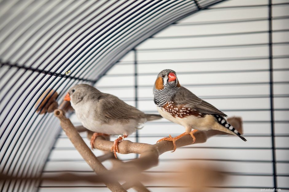 5 Reliable Ways to Find a New Home for Your Bird