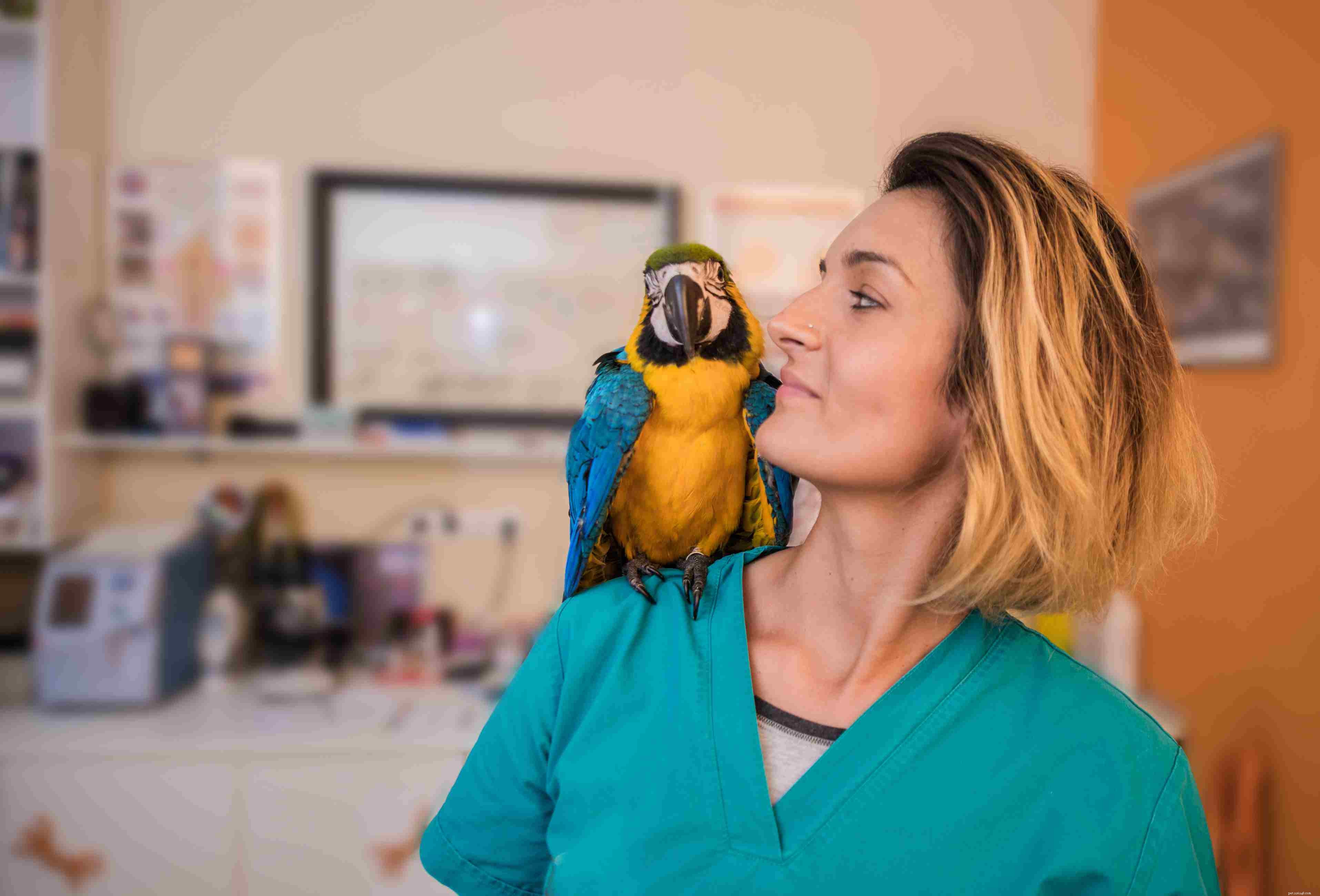5 Reliable Ways to Find a New Home for Your Bird
