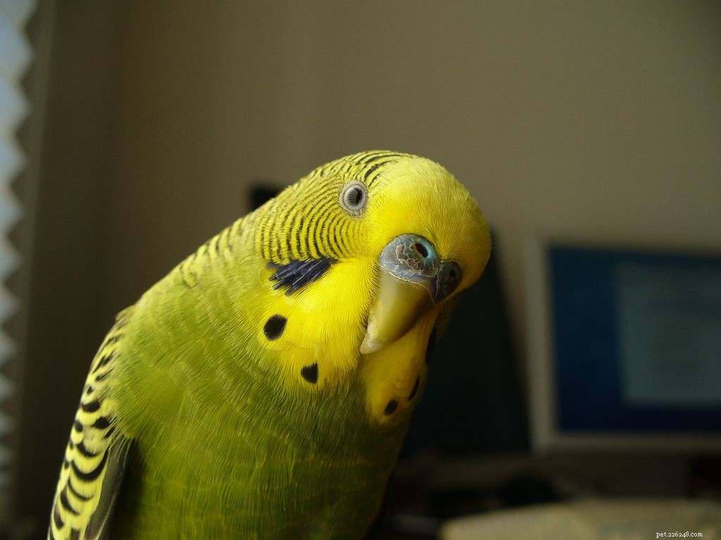 11 Insider Secrets Only Bird Owners Truly Understand