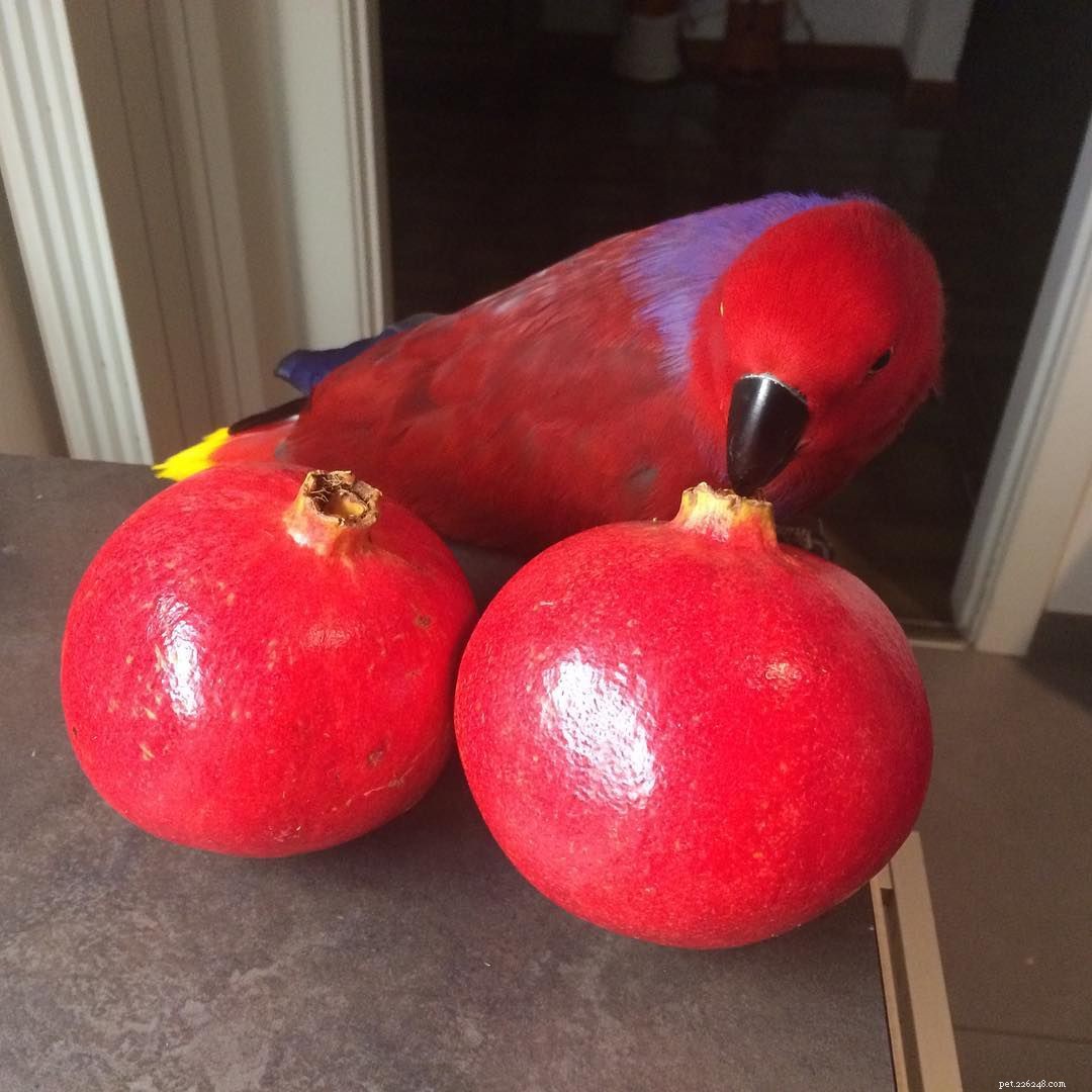 11 Insider Secrets Only Bird Owners Truly Understand