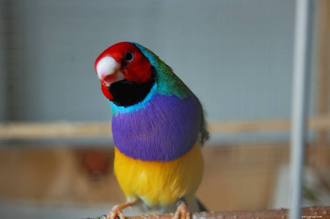 11 Insider Secrets Only Bird Owners Truly Understand