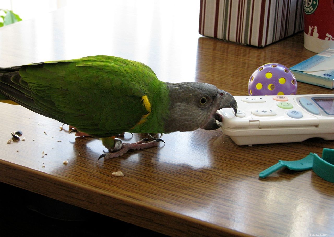 11 Insider Secrets Only Bird Owners Truly Understand